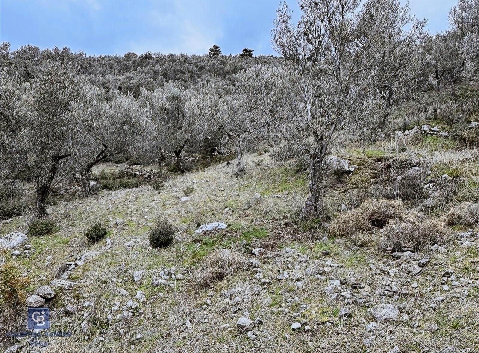 Burhaniye Bahadınlı Satılık 9.160 M2 Yolu Olan Zeytinlik - Görsel 18