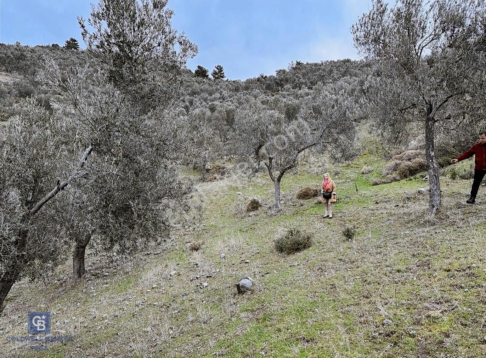 Burhaniye Bahadınlı Satılık 9.160 M2 Yolu Olan Zeytinlik - Görsel 13