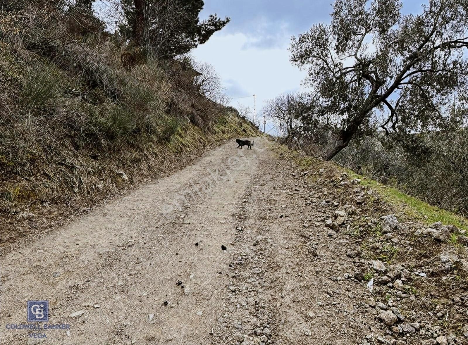 Burhaniye Bahadınlı Satılık 9.160 M2 Yolu Olan Zeytinlik - Görsel 15