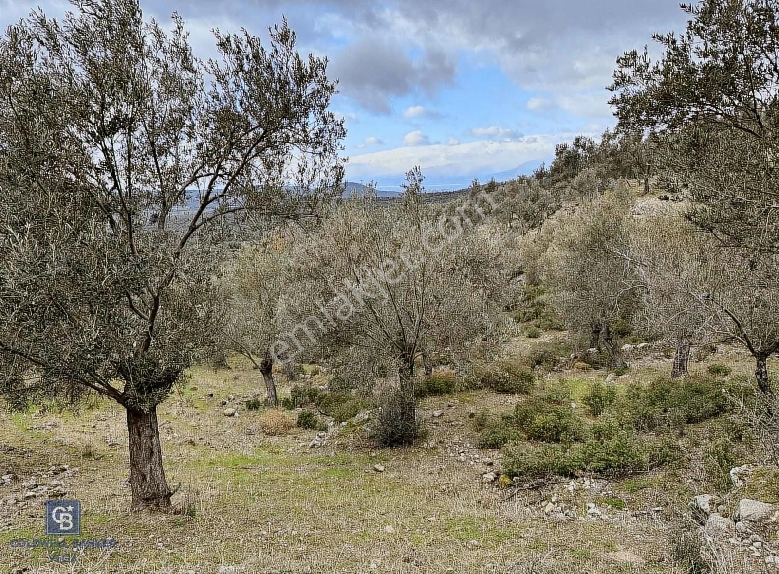 Burhaniye Bahadınlı Satılık 9.160 M2 Yolu Olan Zeytinlik - Görsel 6