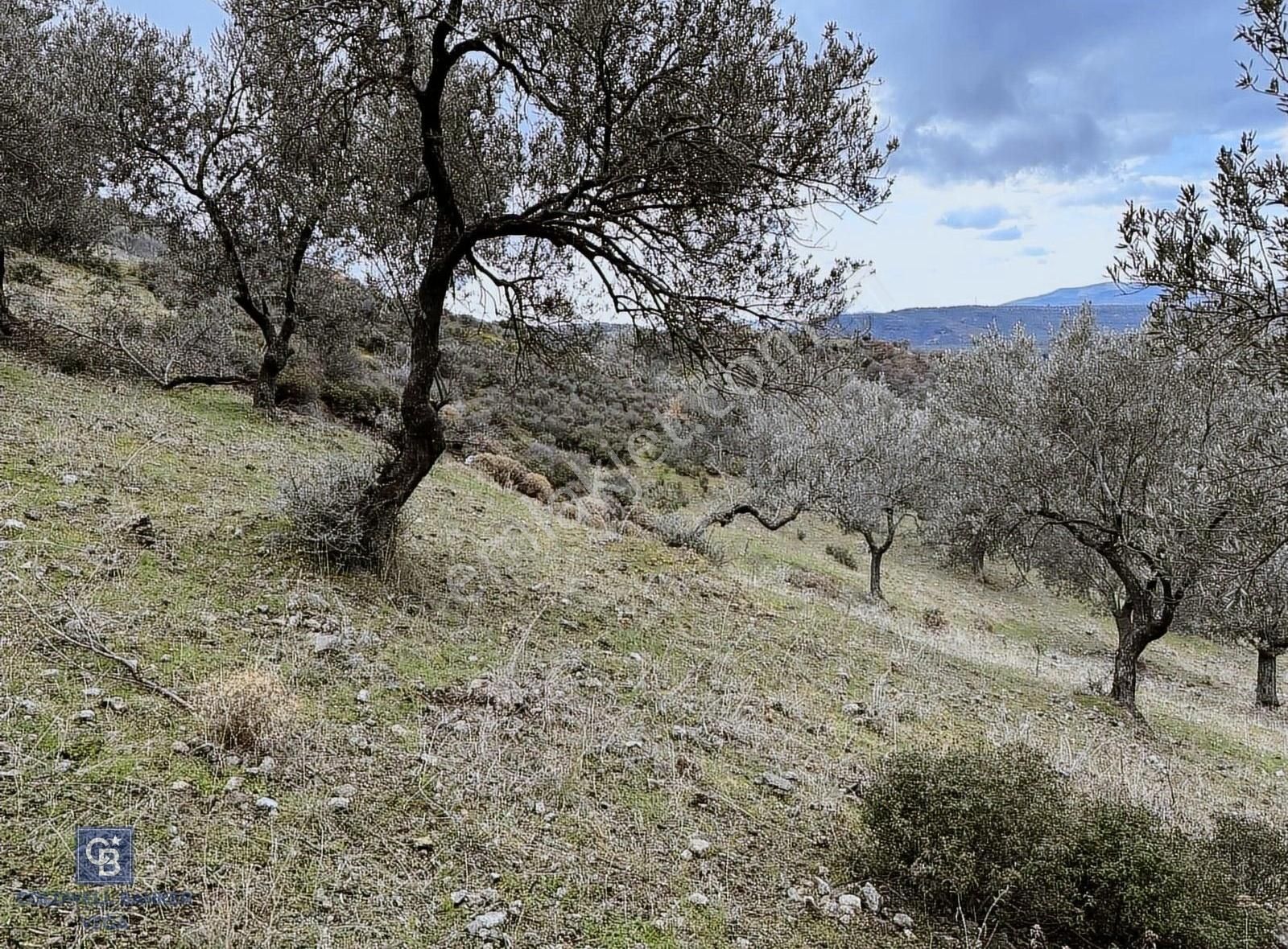 Burhaniye Bahadınlı Satılık 9.160 M2 Yolu Olan Zeytinlik - Görsel 9