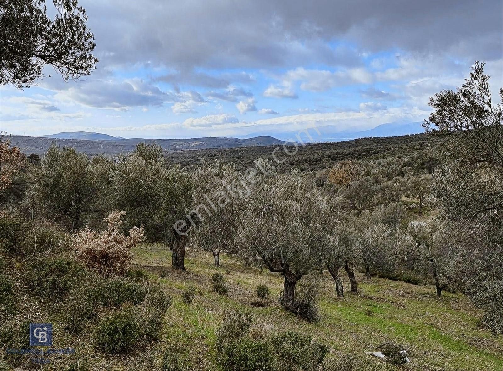 Burhaniye Bahadınlı Satılık 9.160 M2 Yolu Olan Zeytinlik - Görsel 21