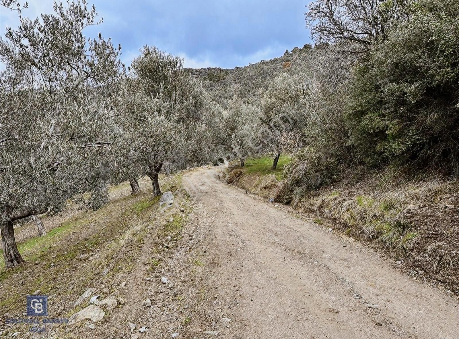Burhaniye Bahadınlı Satılık 9.160 M2 Yolu Olan Zeytinlik - Görsel 8