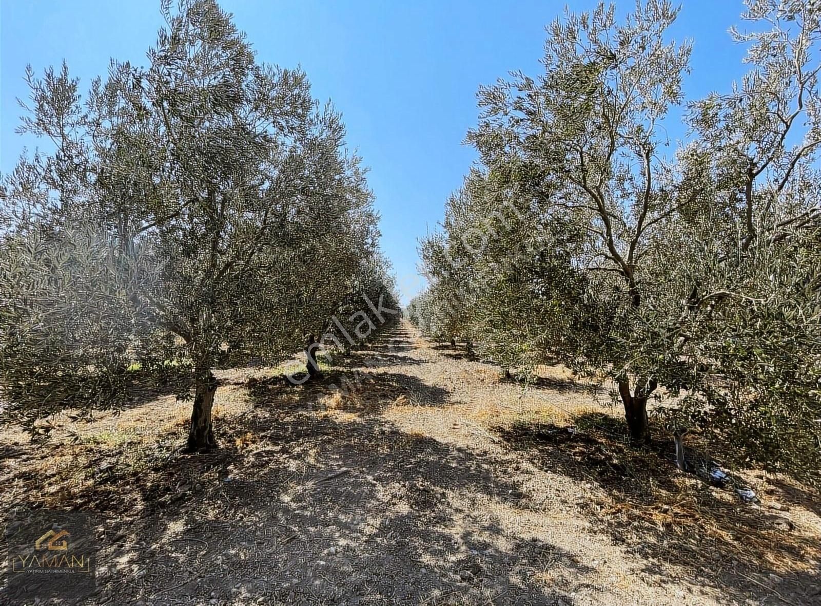 Akhisar Efendi Mahallesi Yakınında 4.500 M² Satılık Zeytinlik - Görsel 8