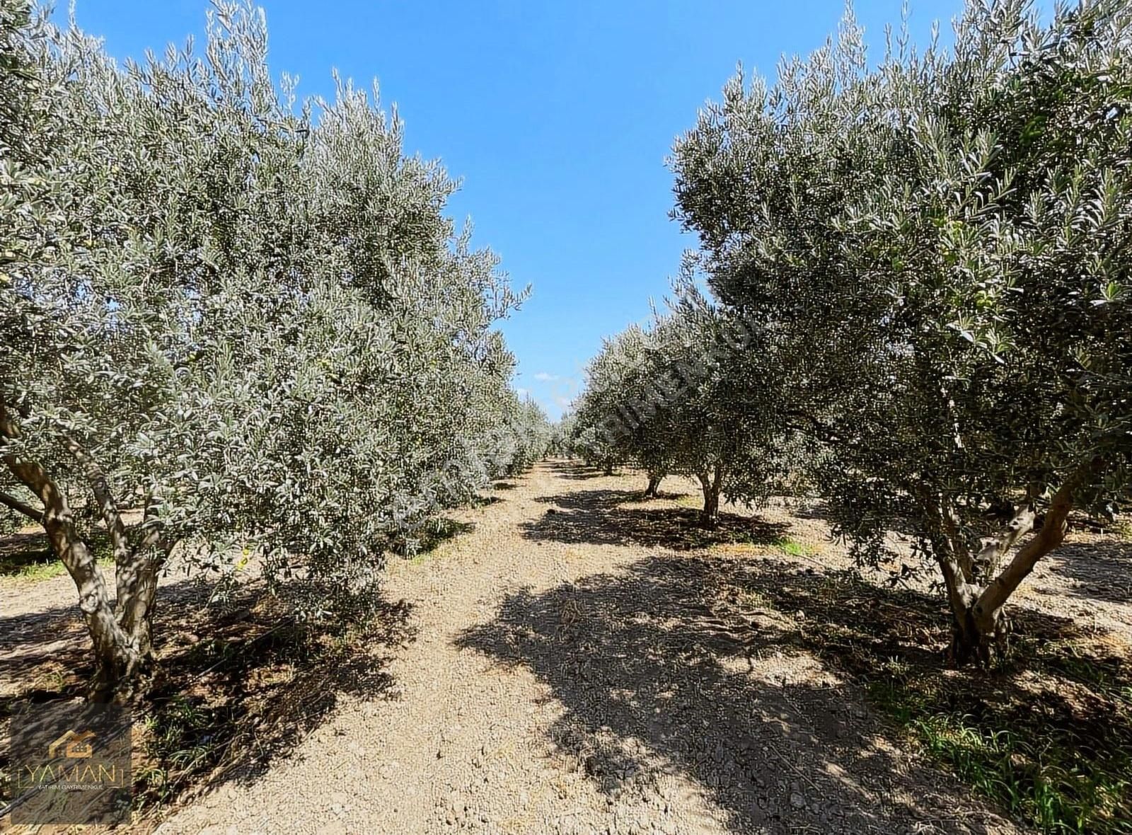Akhisar Efendi Mahallesi Yakınında 4.500 M² Satılık Zeytinlik - Görsel 17