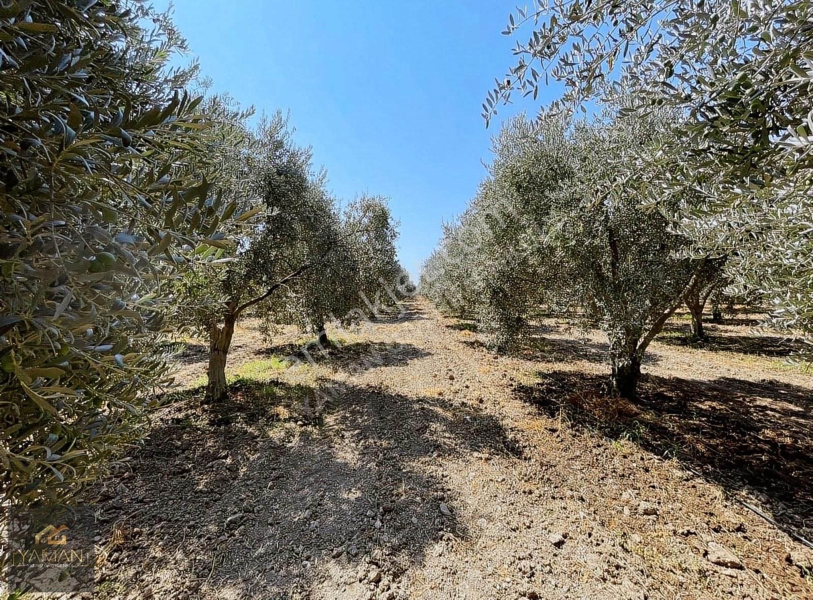 Akhisar Efendi Mahallesi Yakınında 4.500 M² Satılık Zeytinlik - Görsel 16