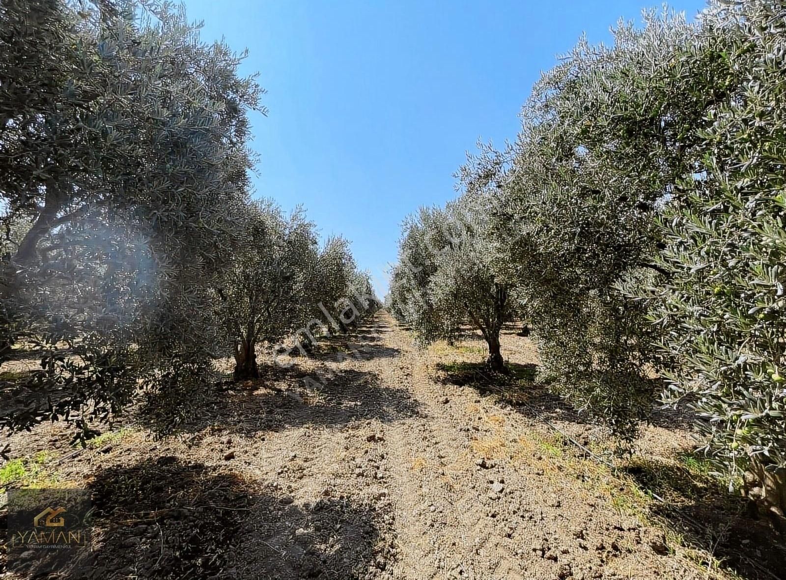 Akhisar Efendi Mahallesi Yakınında 4.500 M² Satılık Zeytinlik - Görsel 19