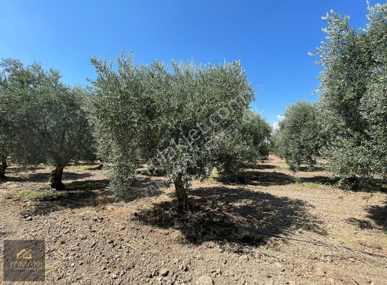 Akhisar Efendi Mahallesi Yakınında 4.500 M² Satılık Zeytinlik - Görsel 21