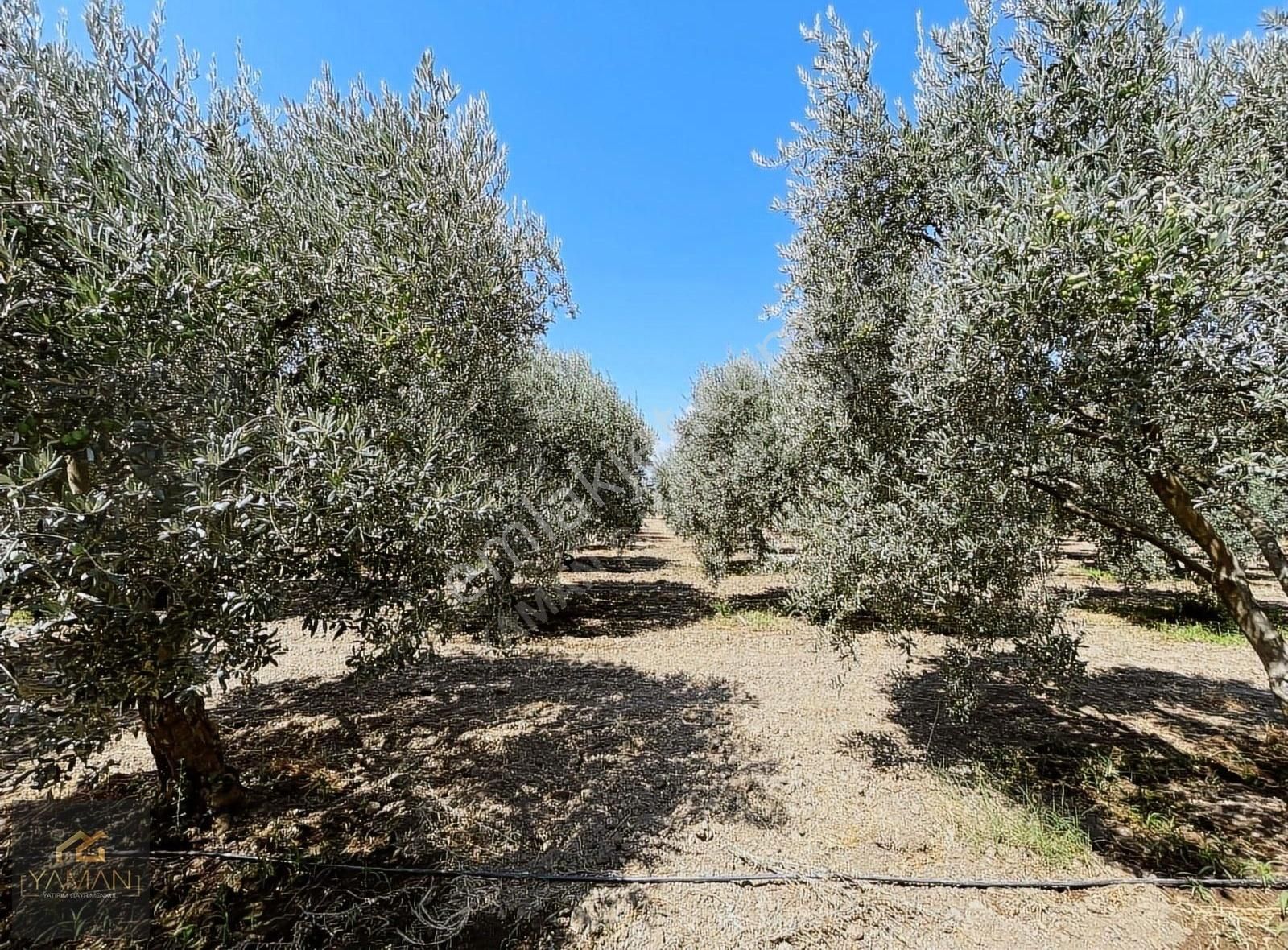 Akhisar Efendi Mahallesi Yakınında 4.500 M² Satılık Zeytinlik - Görsel 13