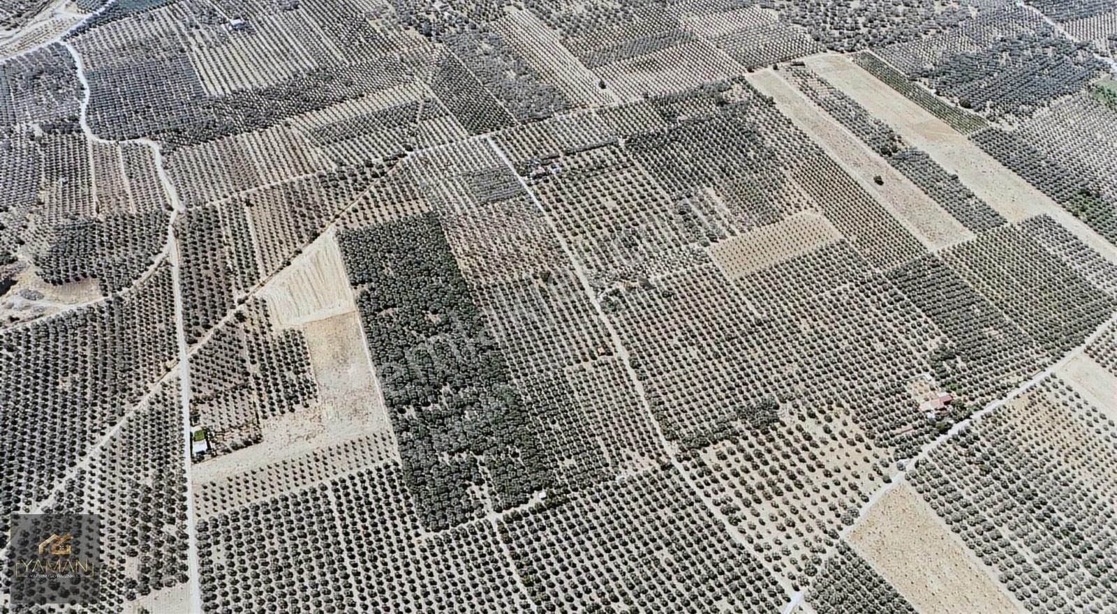 Akhisar Efendi Mahallesi Yakınında 4.500 M² Satılık Zeytinlik - Görsel 20