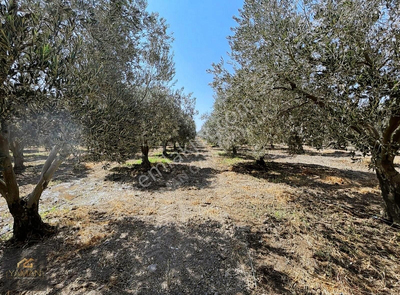 Akhisar Efendi Mahallesi Yakınında 4.500 M² Satılık Zeytinlik - Görsel 2