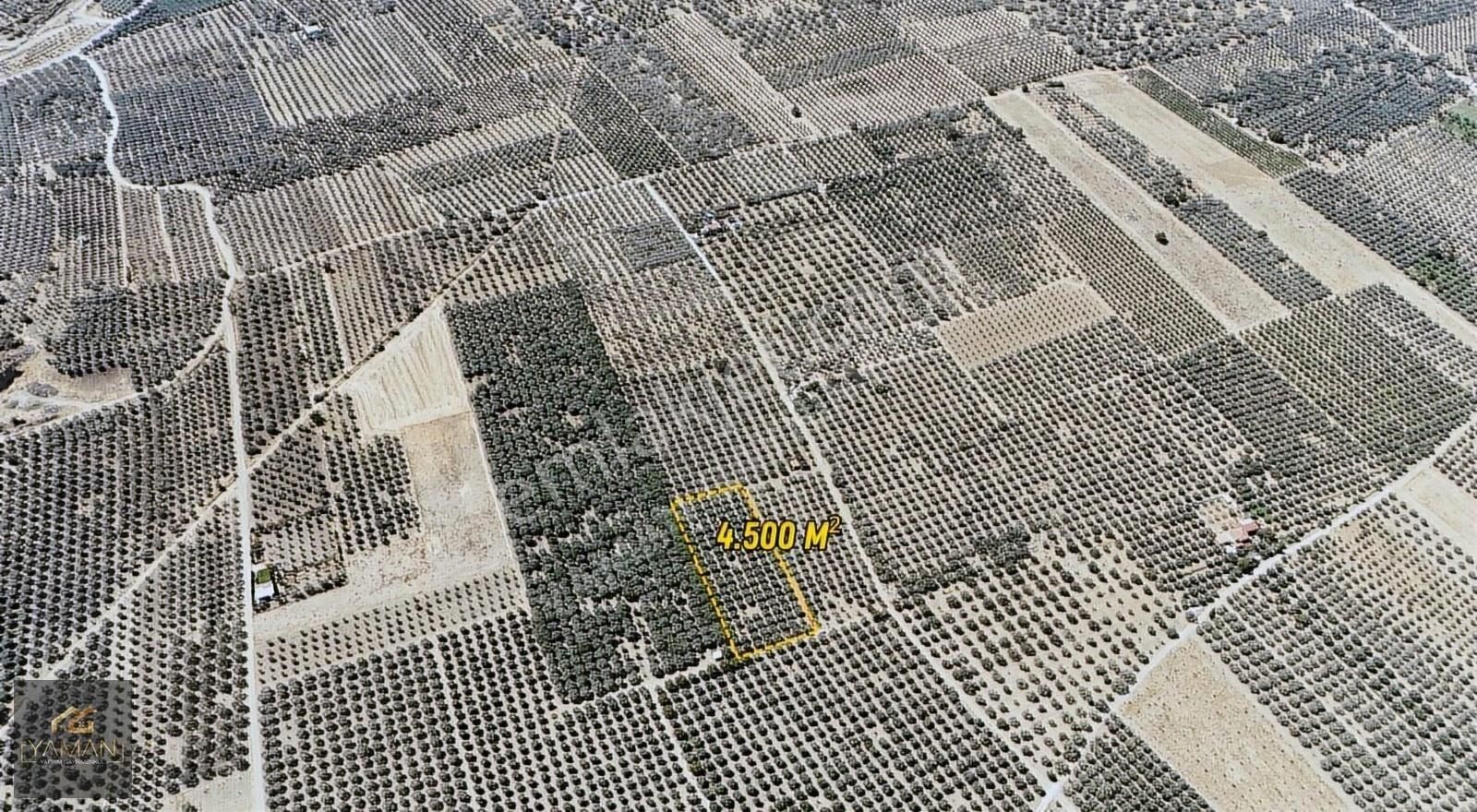 Akhisar Efendi Mahallesi Yakınında 4.500 M² Satılık Zeytinlik - Görsel 27