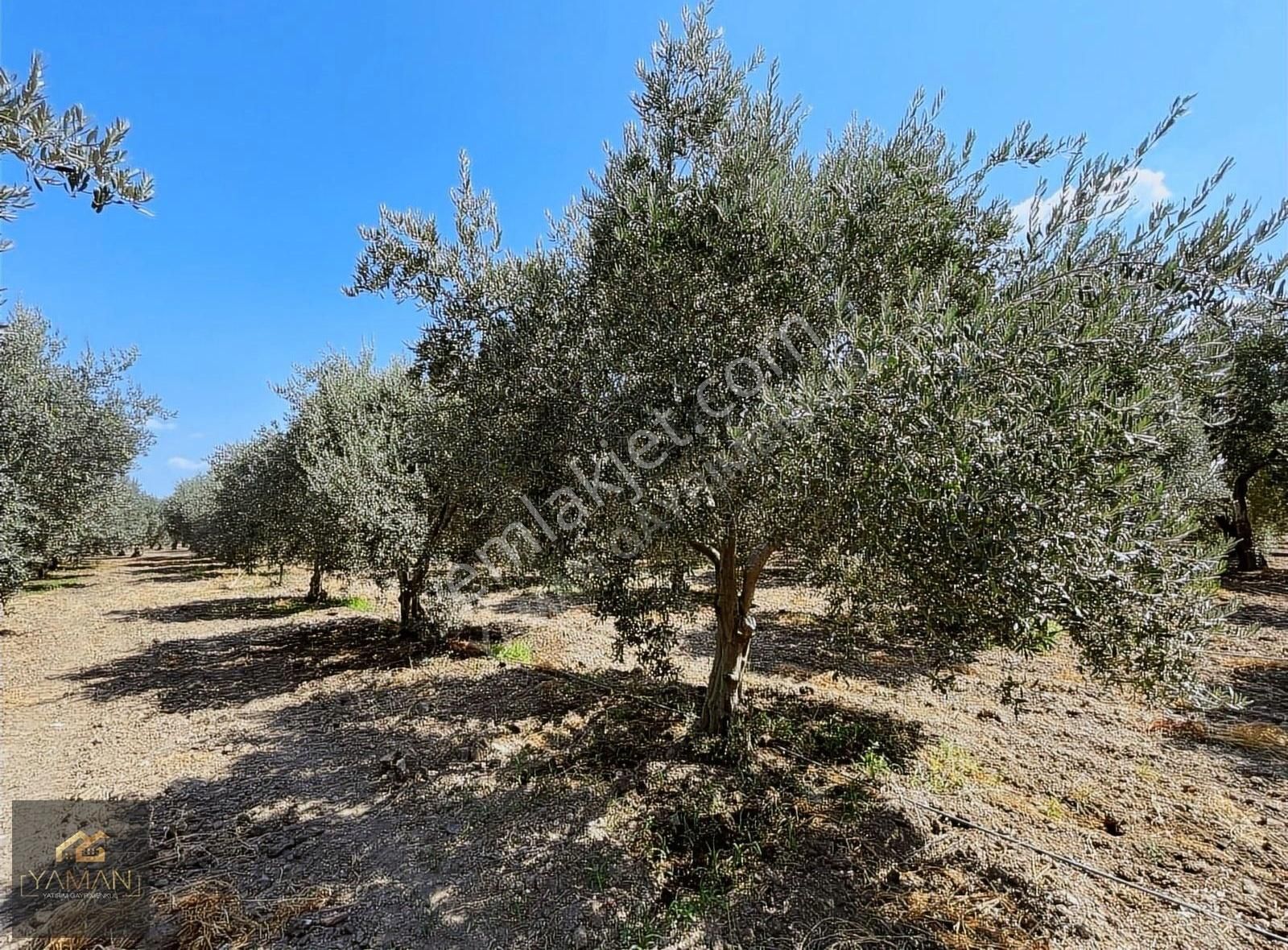 Akhisar Efendi Mahallesi Yakınında 4.500 M² Satılık Zeytinlik - Görsel 9