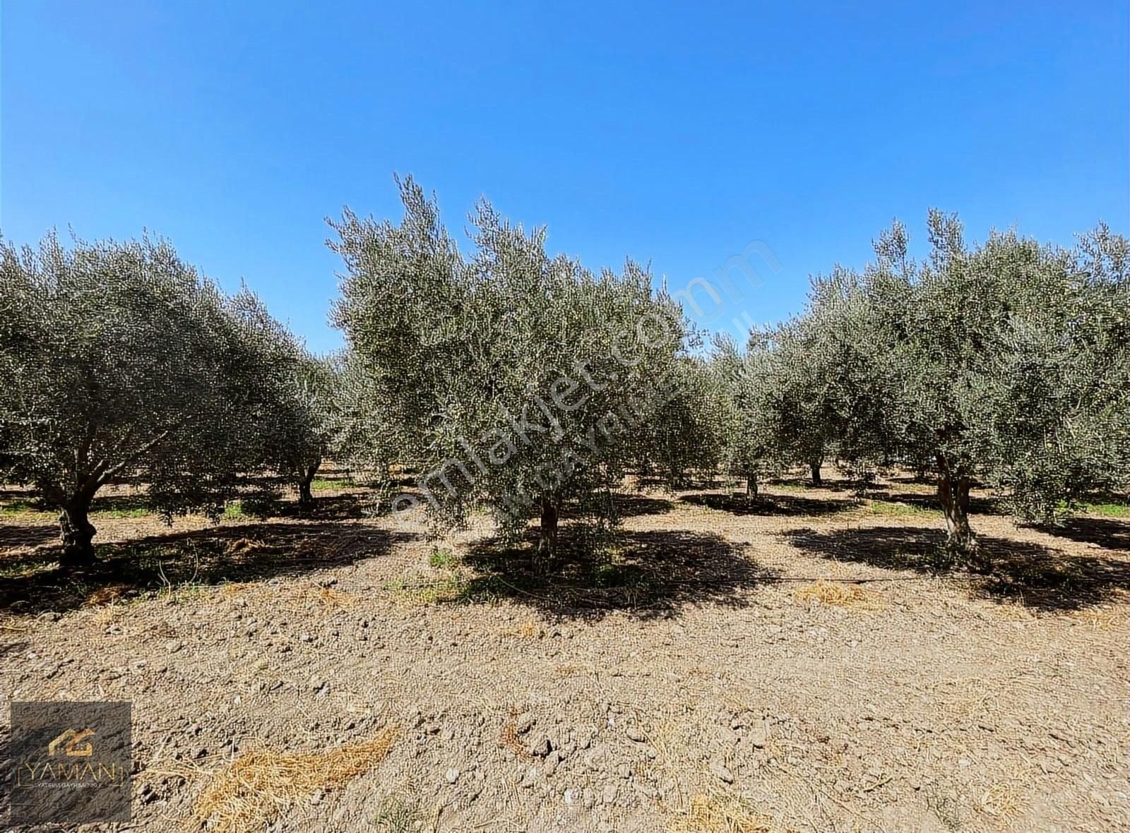 Akhisar Efendi Mahallesi Yakınında 4.500 M² Satılık Zeytinlik - Görsel 26