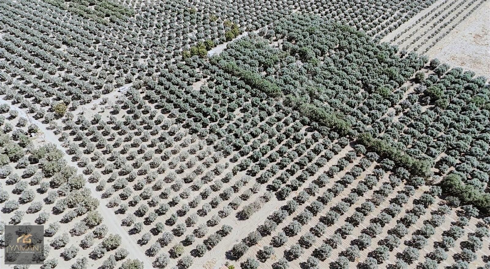 Akhisar Efendi Mahallesi Yakınında 4.500 M² Satılık Zeytinlik - Görsel 11