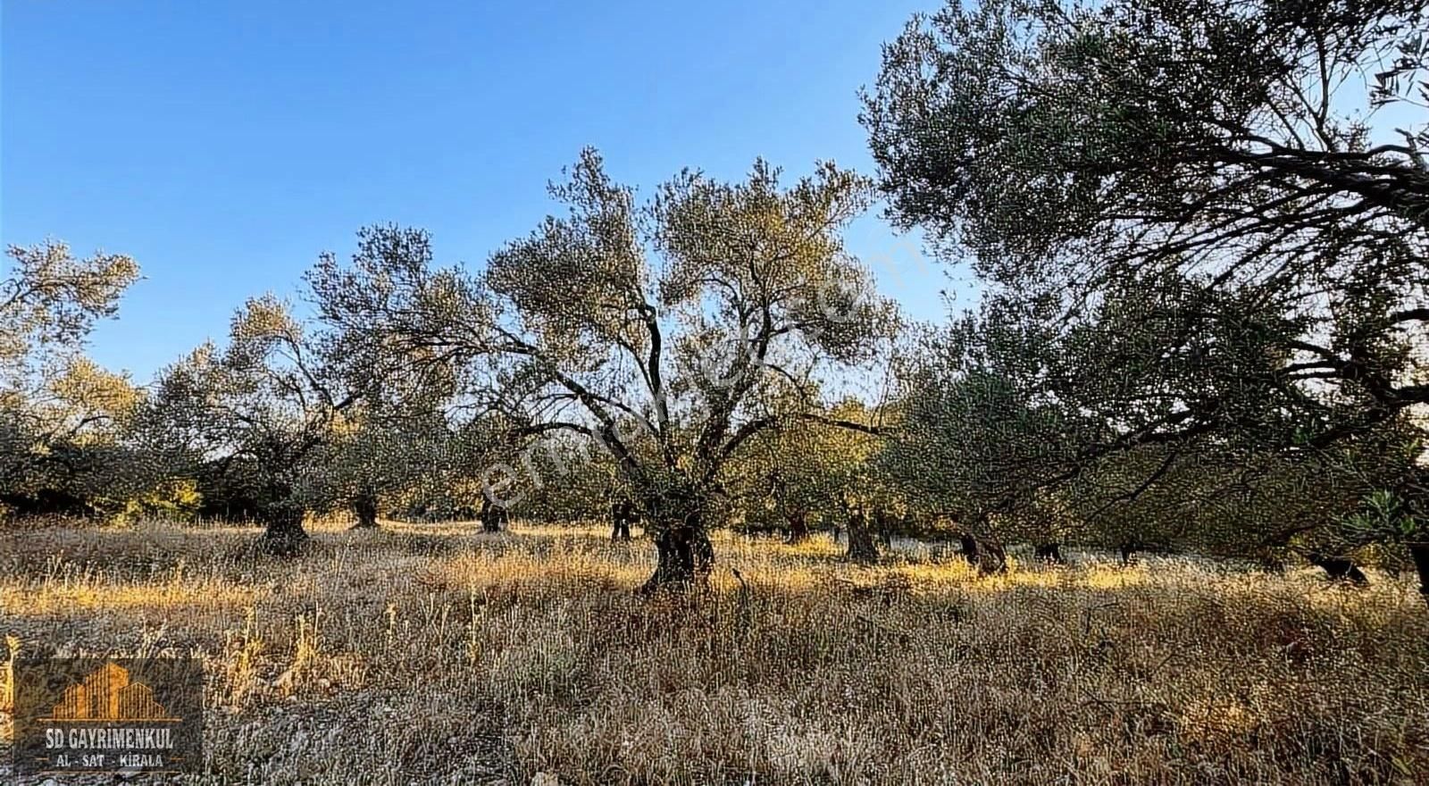 Doğayla Baş Başa Bir Yaşam İçin Mutluköyde Satılık Zeytinlik