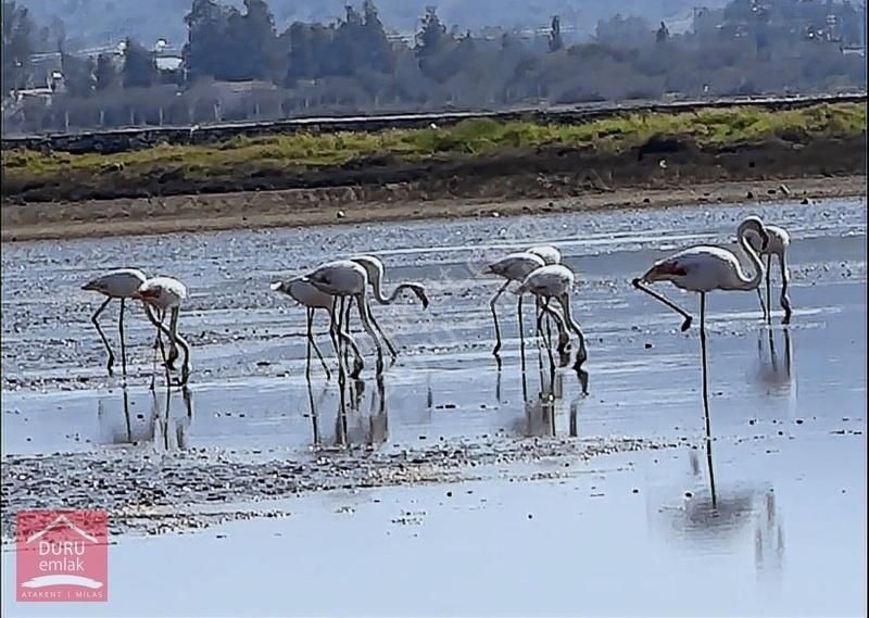 Milas Dörttepe'de Bodrum Milas Karayoluna 1km Mesafede 11d Tarla - Görsel 11