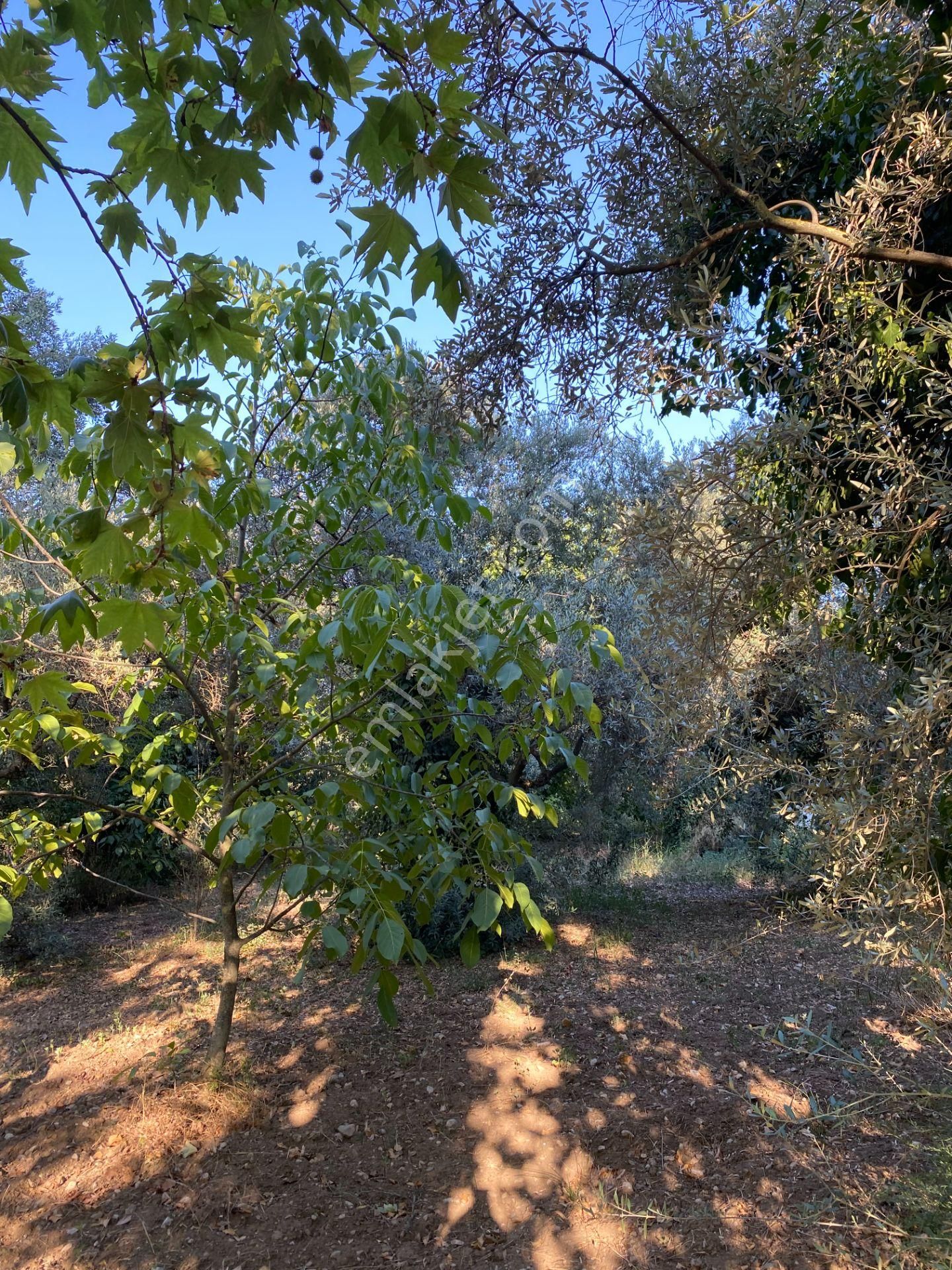 İzmir Kemalpaşa Nazarköy