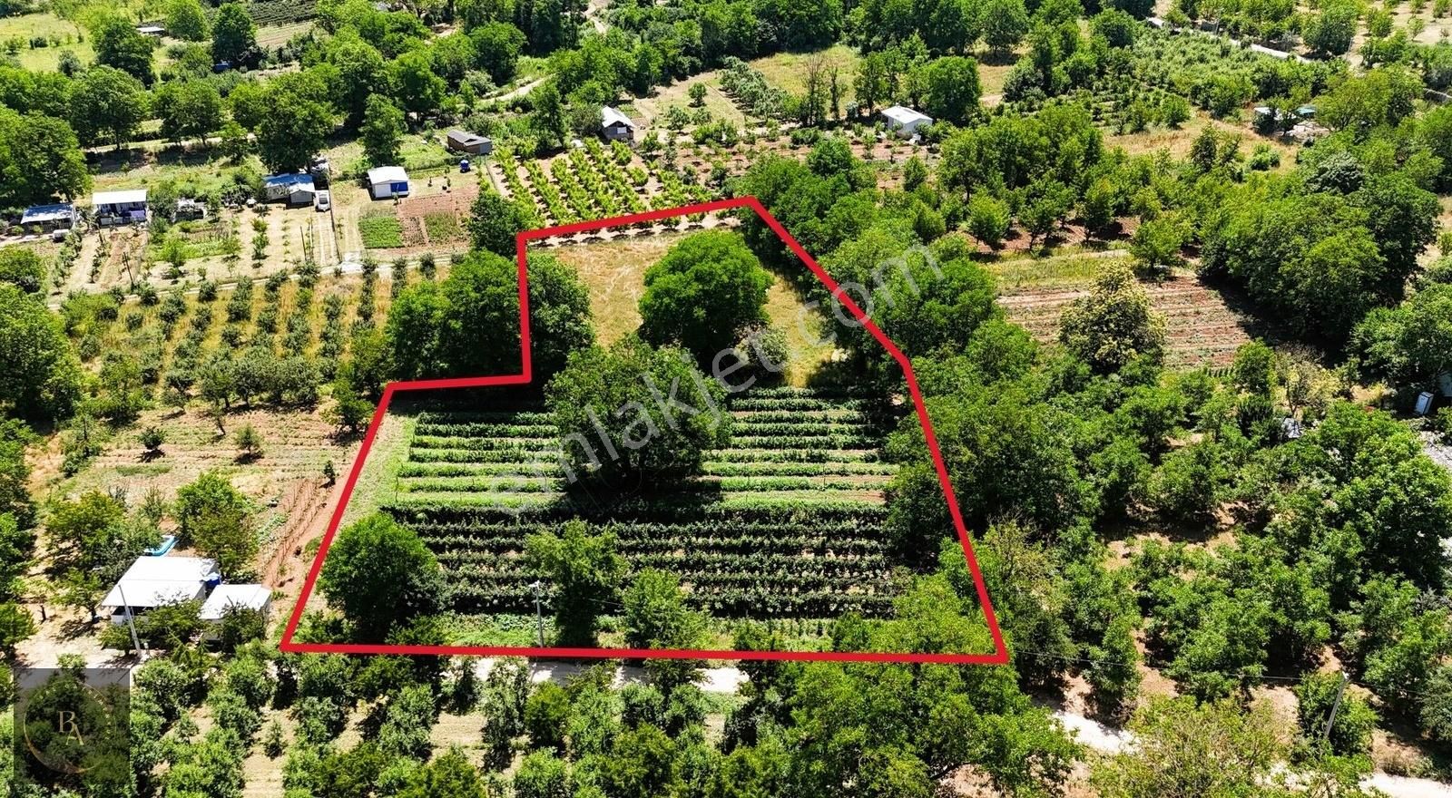 Bal'dan Kestel Kozluören'de Satılık 6.168 M2 Bahçe
