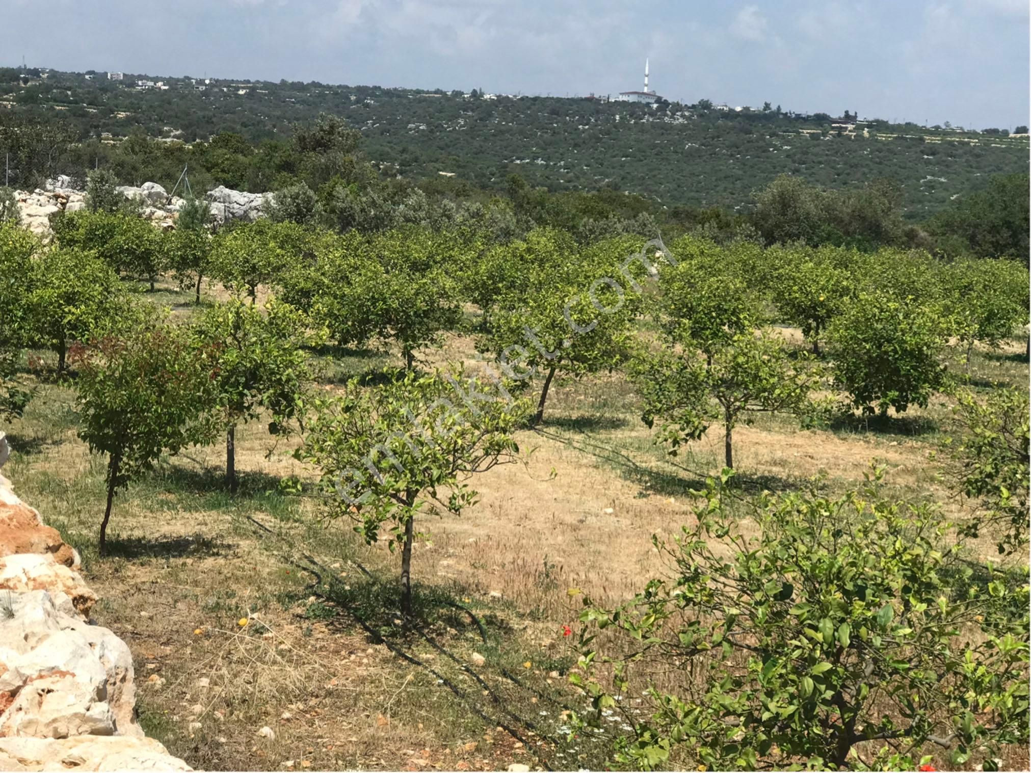 Narlıkuyu-hasanalilerde Satılık Limon Bahçesi - Görsel 5