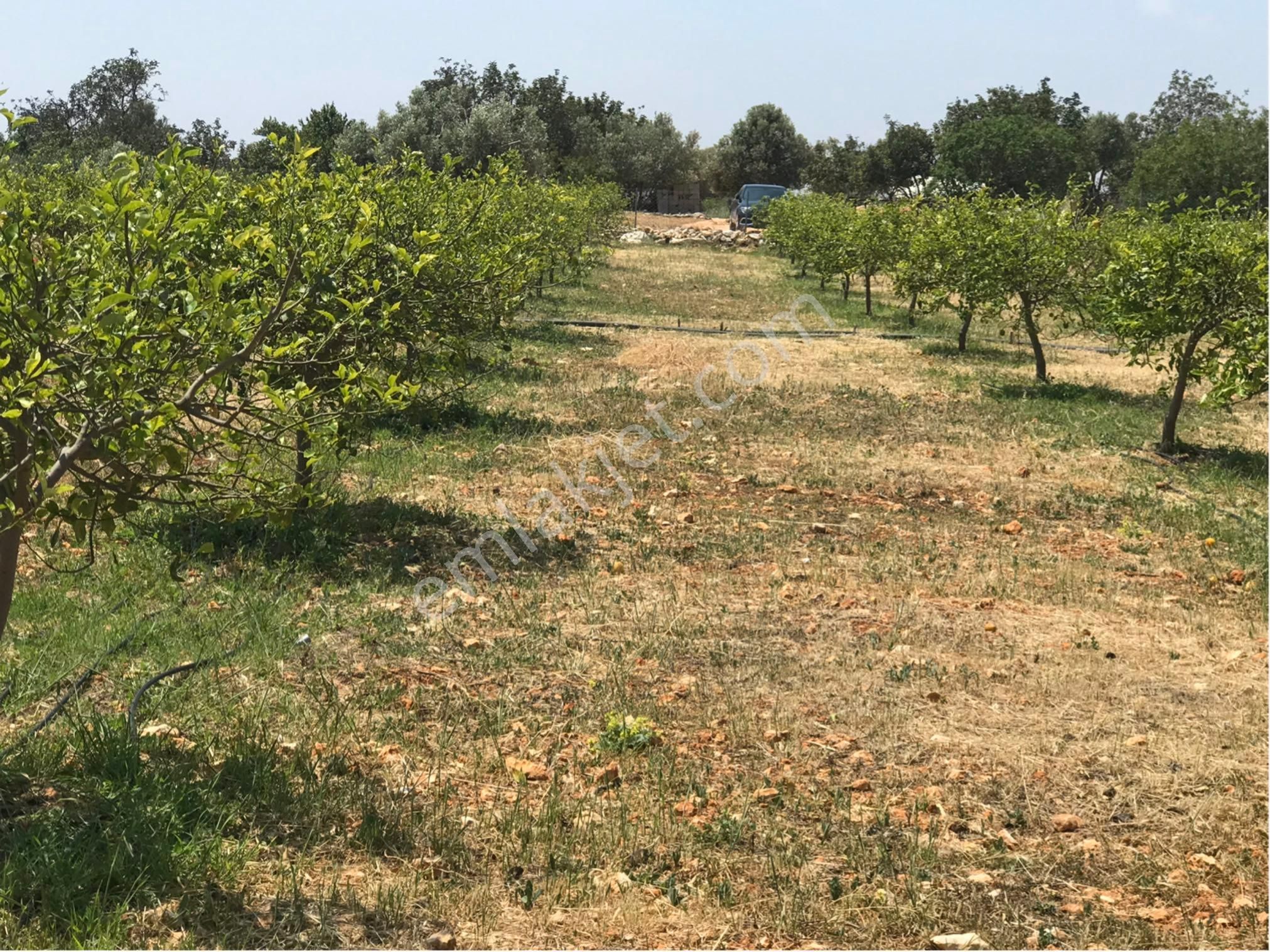 Narlıkuyu-hasanalilerde Satılık Limon Bahçesi - Görsel 6