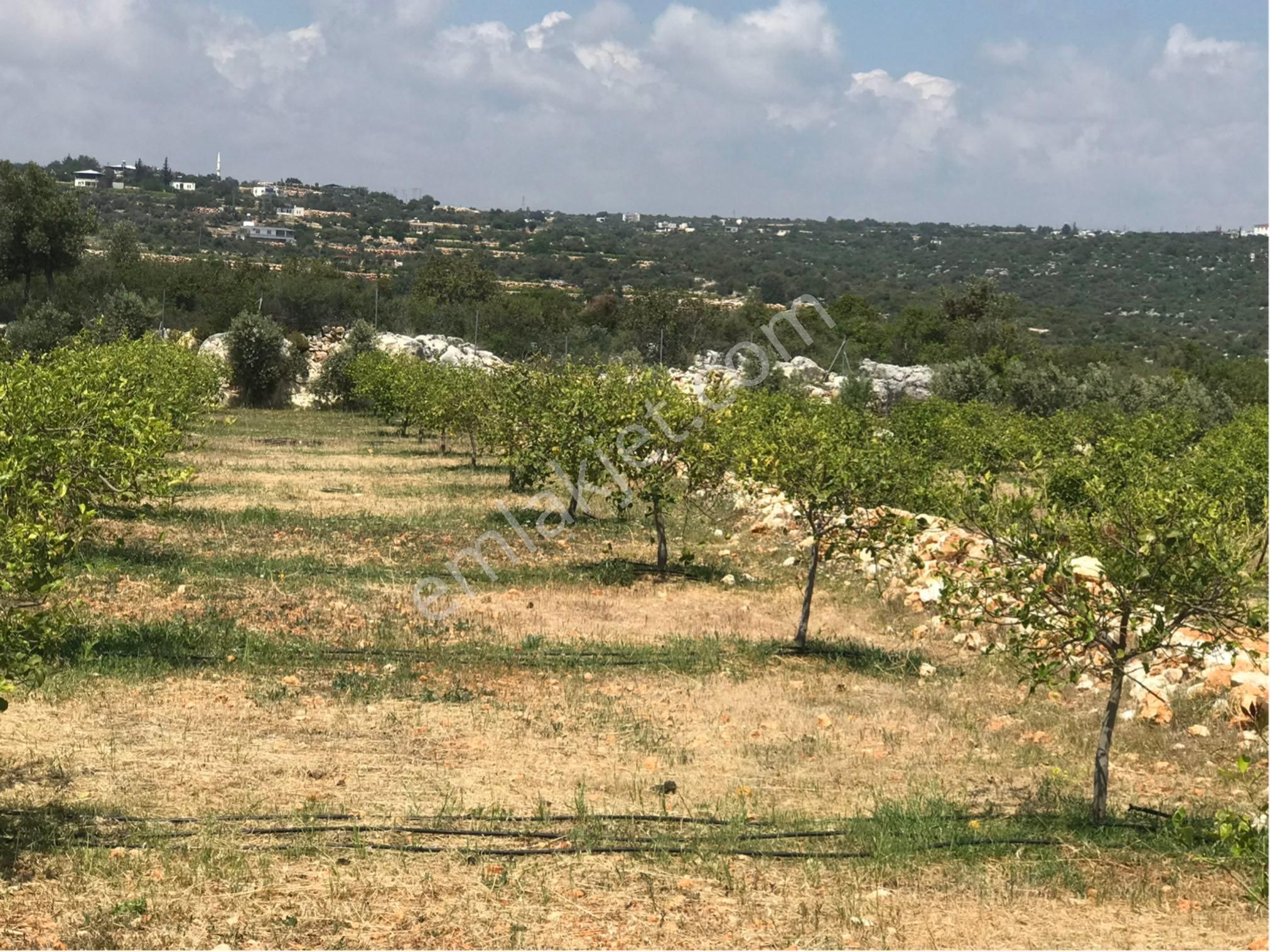 Narlıkuyu-hasanalilerde Satılık Limon Bahçesi - Görsel 9
