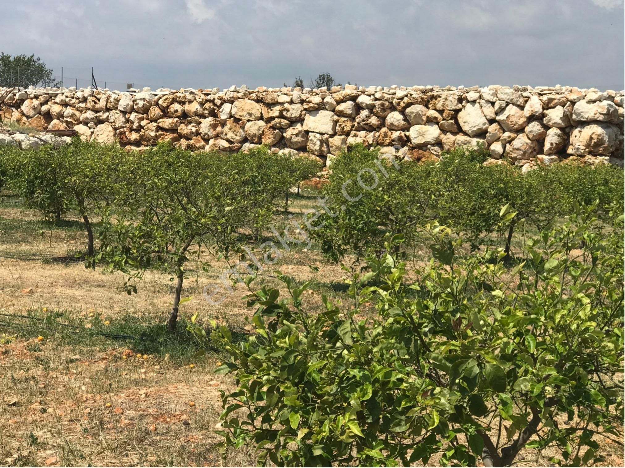 Narlıkuyu-hasanalilerde Satılık Limon Bahçesi - Görsel 8