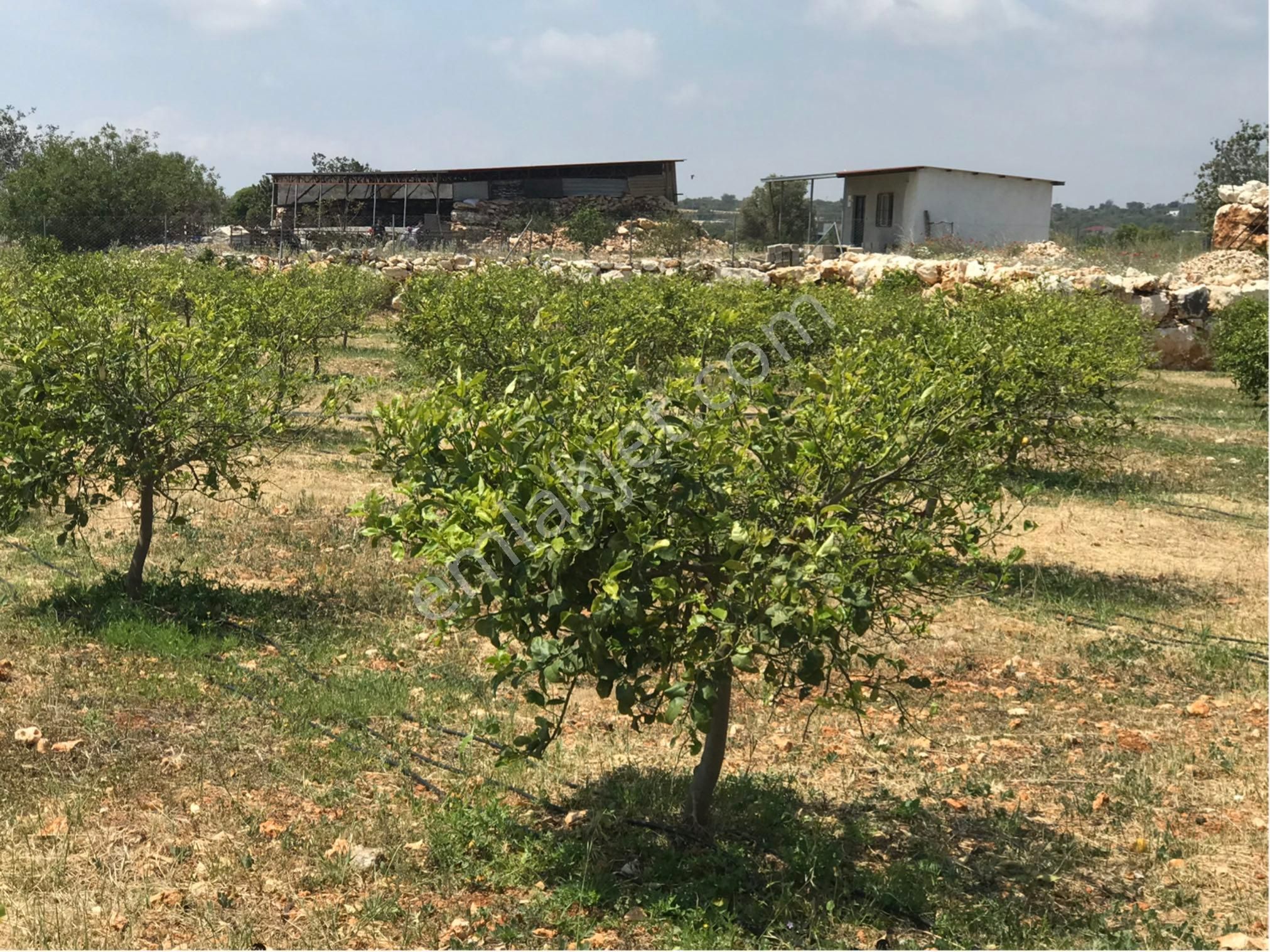 Narlıkuyu-hasanalilerde Satılık Limon Bahçesi - Görsel 7