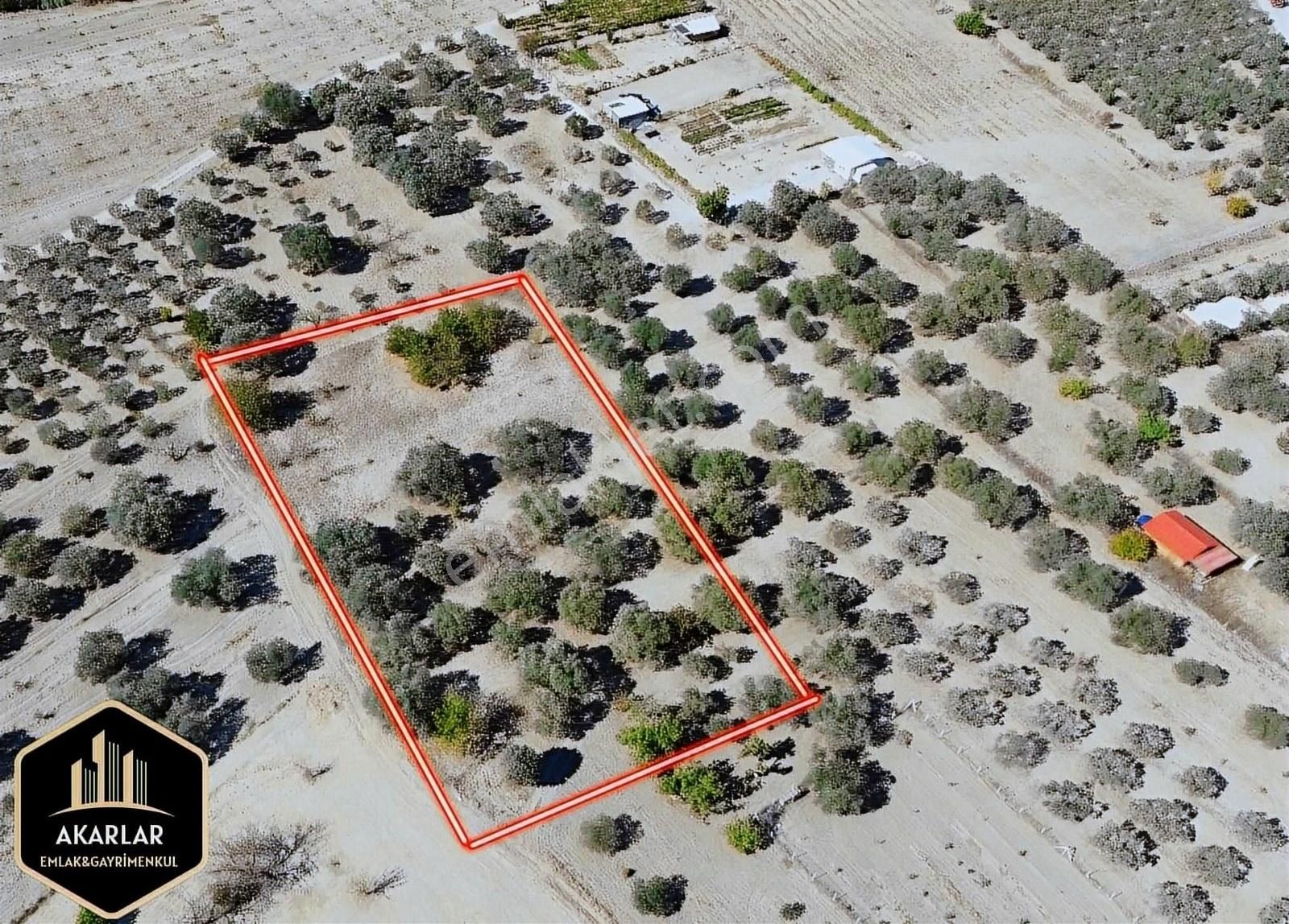 Saruhan Kepenekli 4300m² Zeytinlik