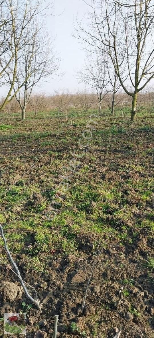 Sakaryada Yaşam Emlak Tan Satılık Tarla - Görsel 10
