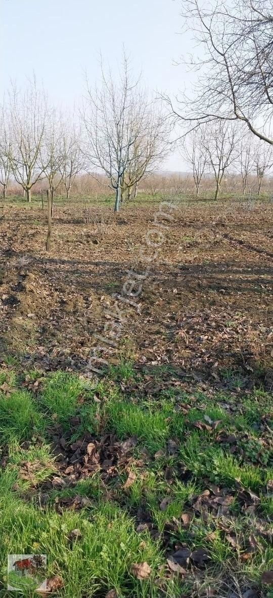 Sakaryada Yaşam Emlak Tan Satılık Tarla - Görsel 5