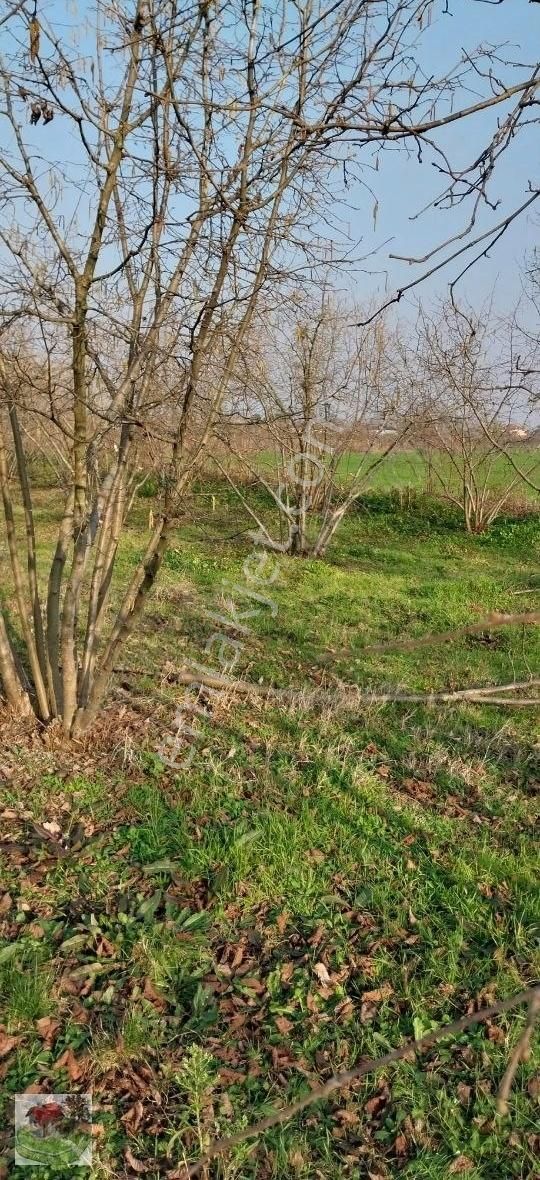 Sakaryada Yaşam Emlak Tan Satılık Tarla - Görsel 11