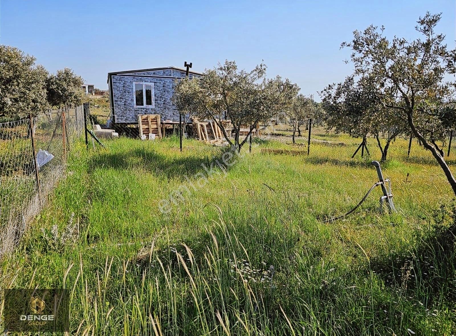 Aliağa Helvacıda Bol Zeytlinli Tarla - Görsel 8