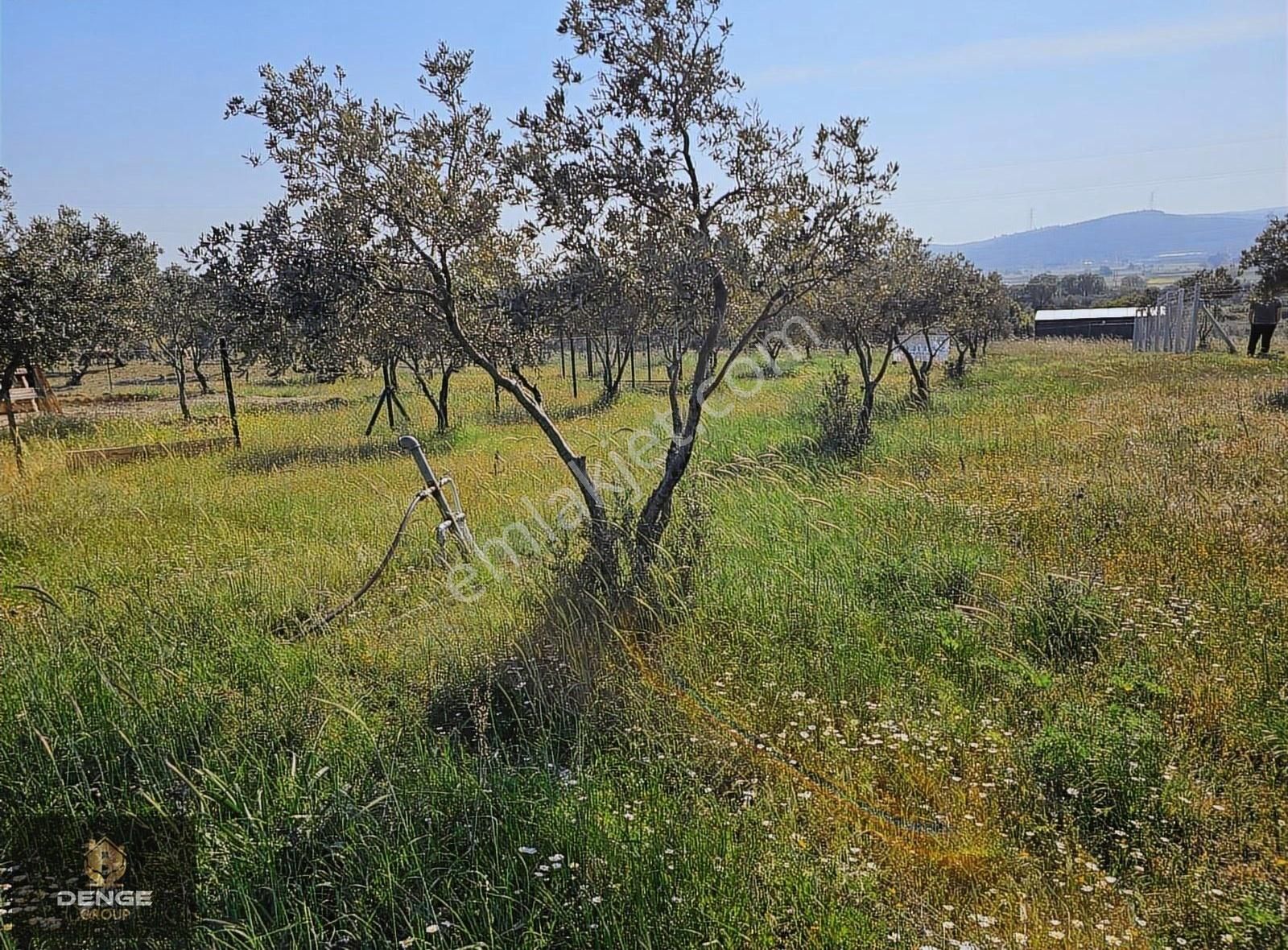 Aliağa Helvacıda Bol Zeytlinli Tarla - Görsel 9
