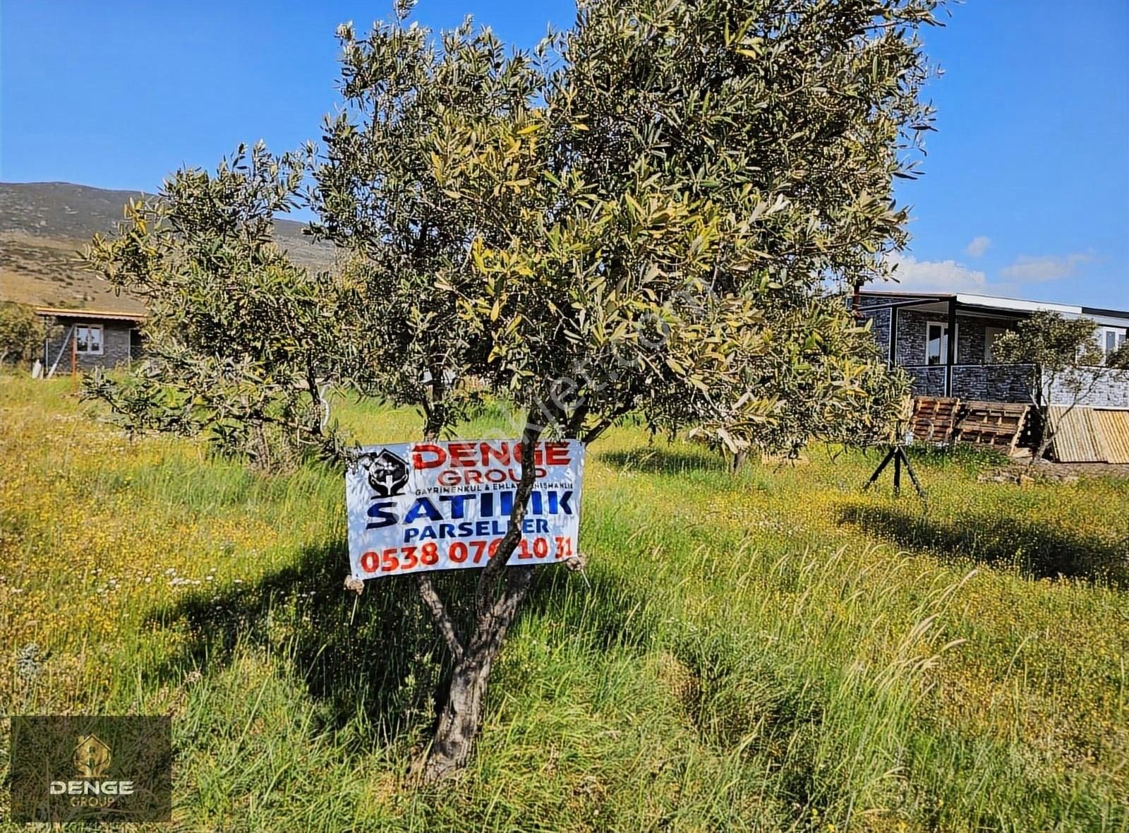 Aliağa Helvacıda Bol Zeytlinli Tarla - Görsel 2
