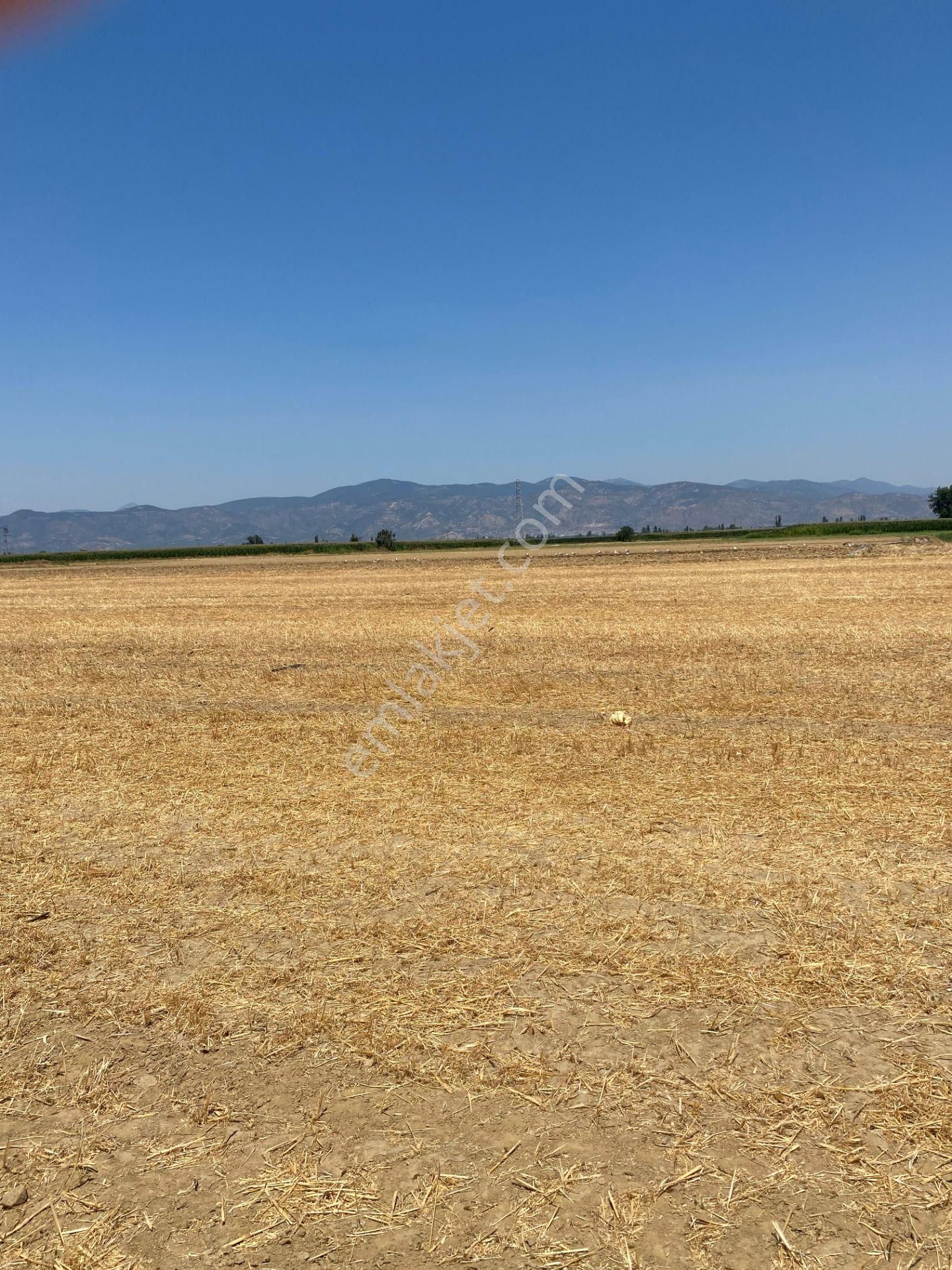 İzmir Tire Karateke'de Satılık Verimli Tarla - Görsel 7