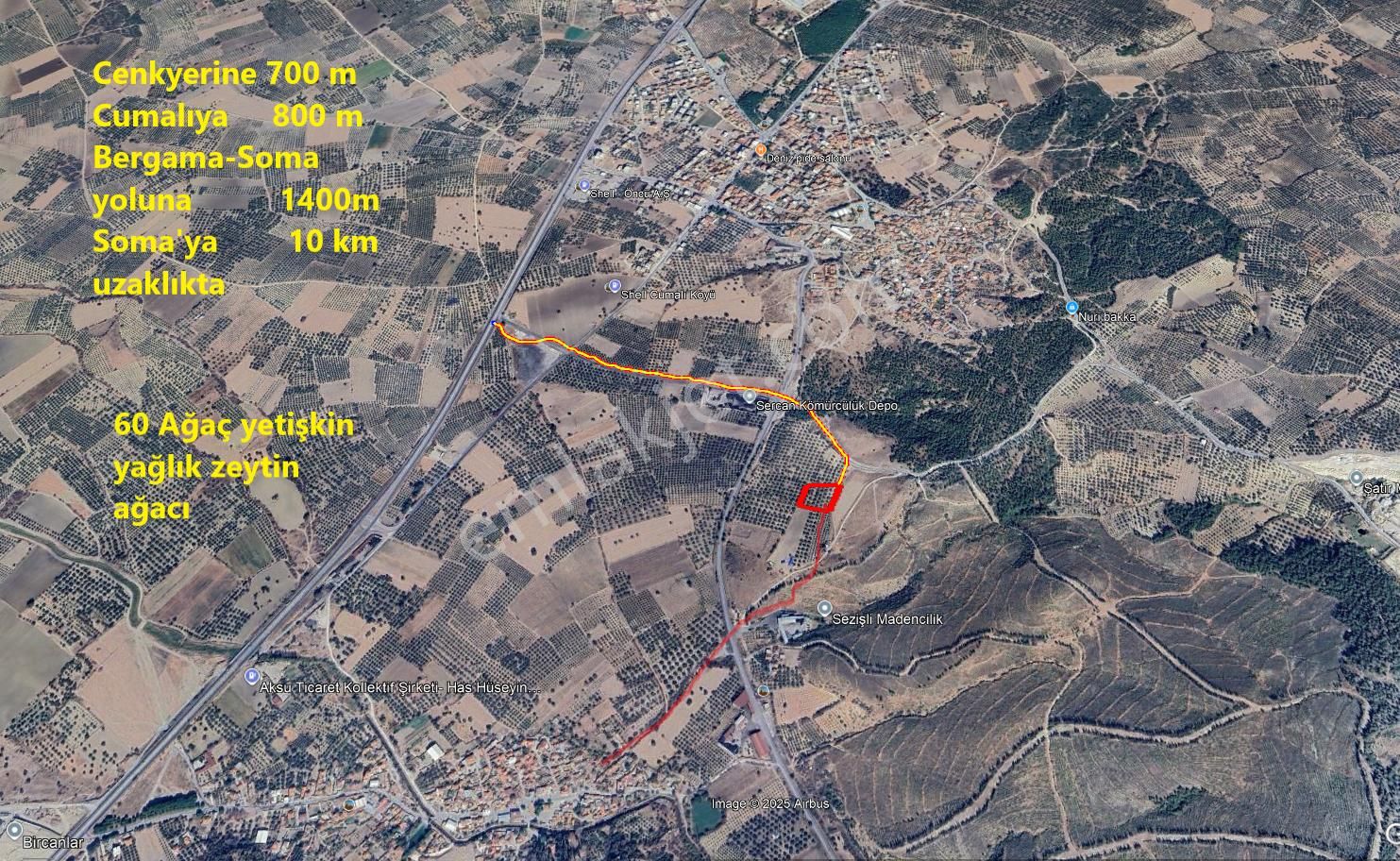 5000 M2 Verimli Zeytinlik
