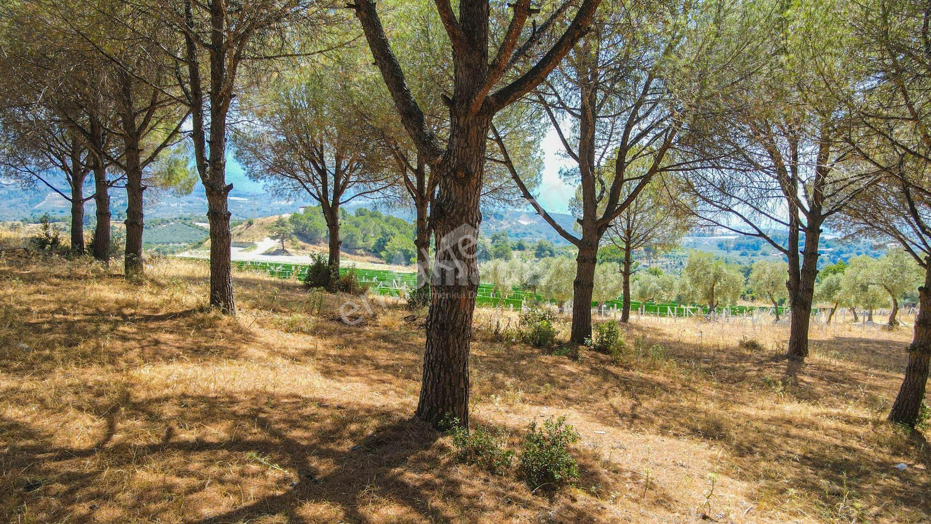 Caferli Köyü'nde Full Deniz Manzaralı Yatırımlık Arazi - Görsel 12