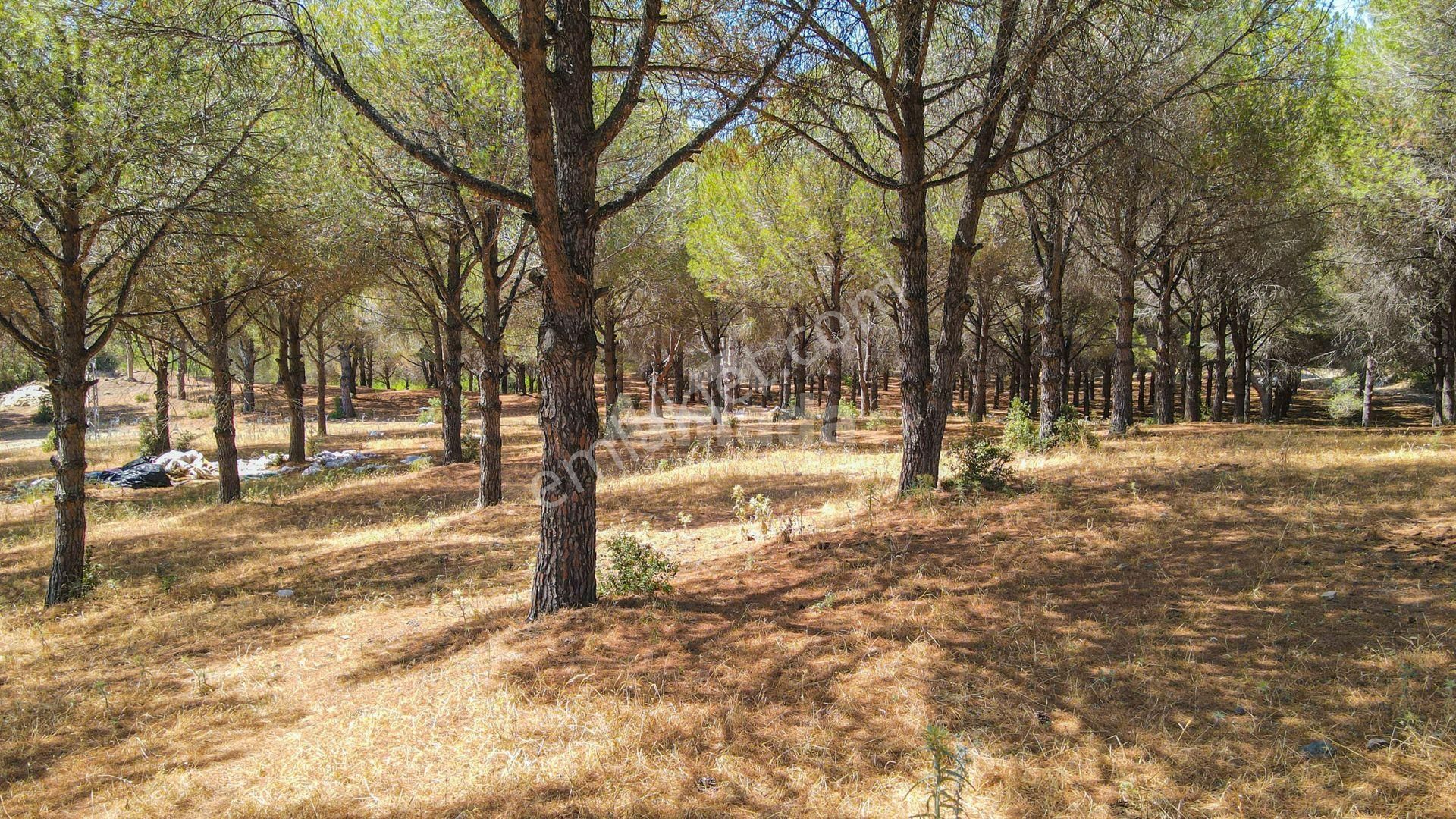 Caferli Köyü'nde Full Deniz Manzaralı Yatırımlık Arazi - Görsel 11