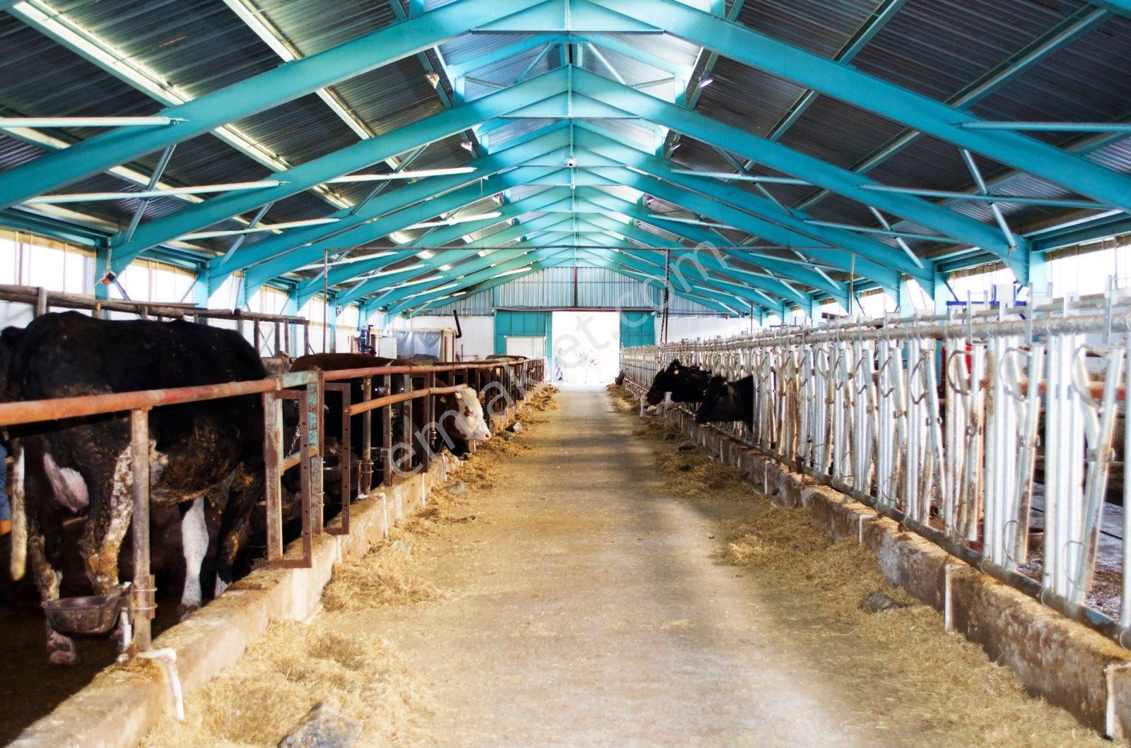 Kızılcaham'da Son Sistem Kurulu 400 Başlık Acil Satılık Çiftlik - Görsel 9