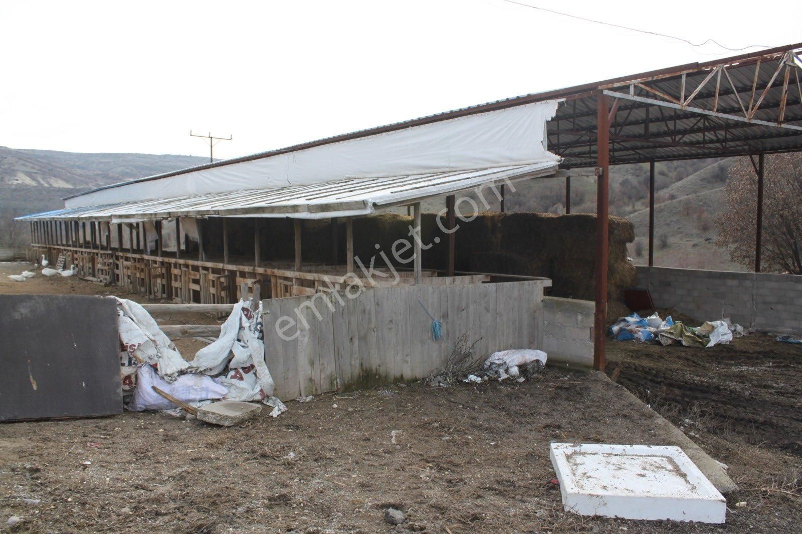 Kızılcaham'da Son Sistem Kurulu 400 Başlık Acil Satılık Çiftlik - Görsel 4