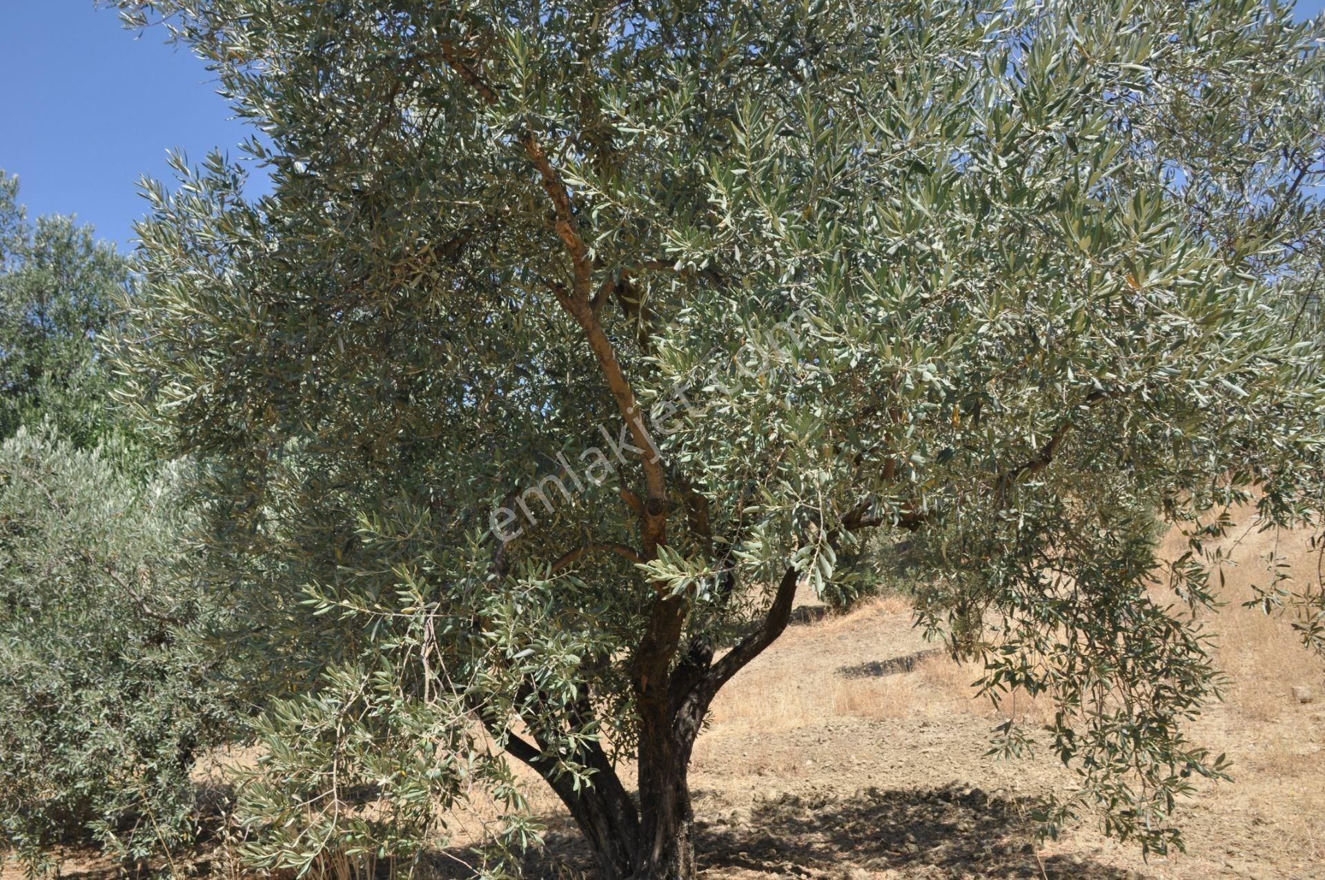 Germencik Moralı Köyü, Argavlı Köyü Sınırında 25.000m2 Satılık Zeytinlik - Görsel 23