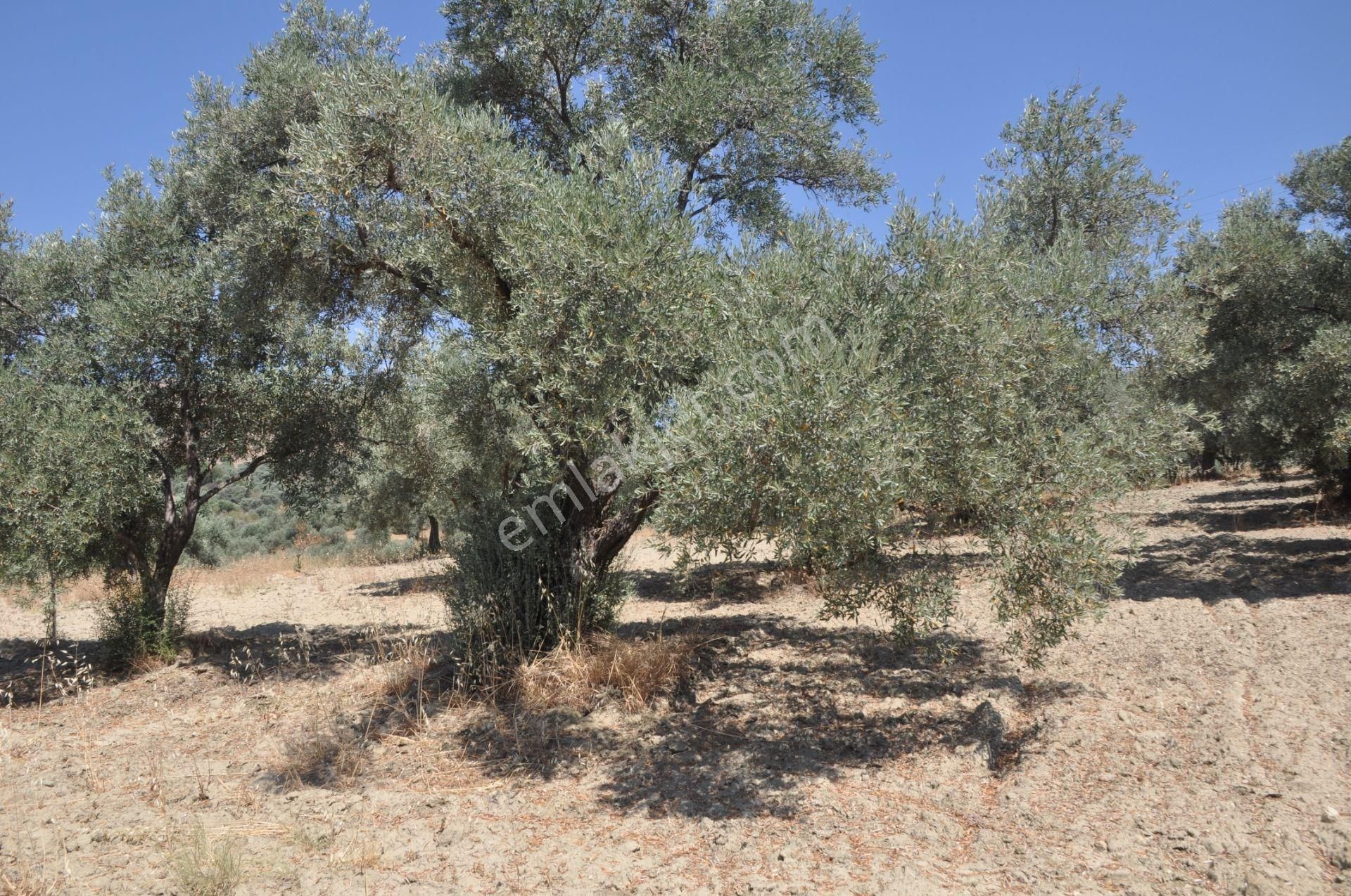 Germencik Moralı Köyü, Argavlı Köyü Sınırında 25.000m2 Satılık Zeytinlik - Görsel 12