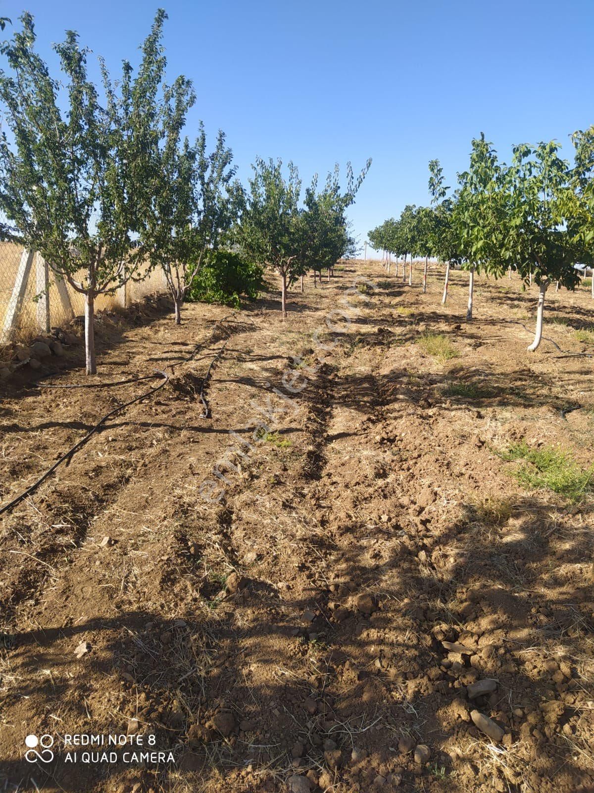 Satlık Bahçe Çok Niğde Ulukışla Da 20.255 Metre Kare - Görsel 12