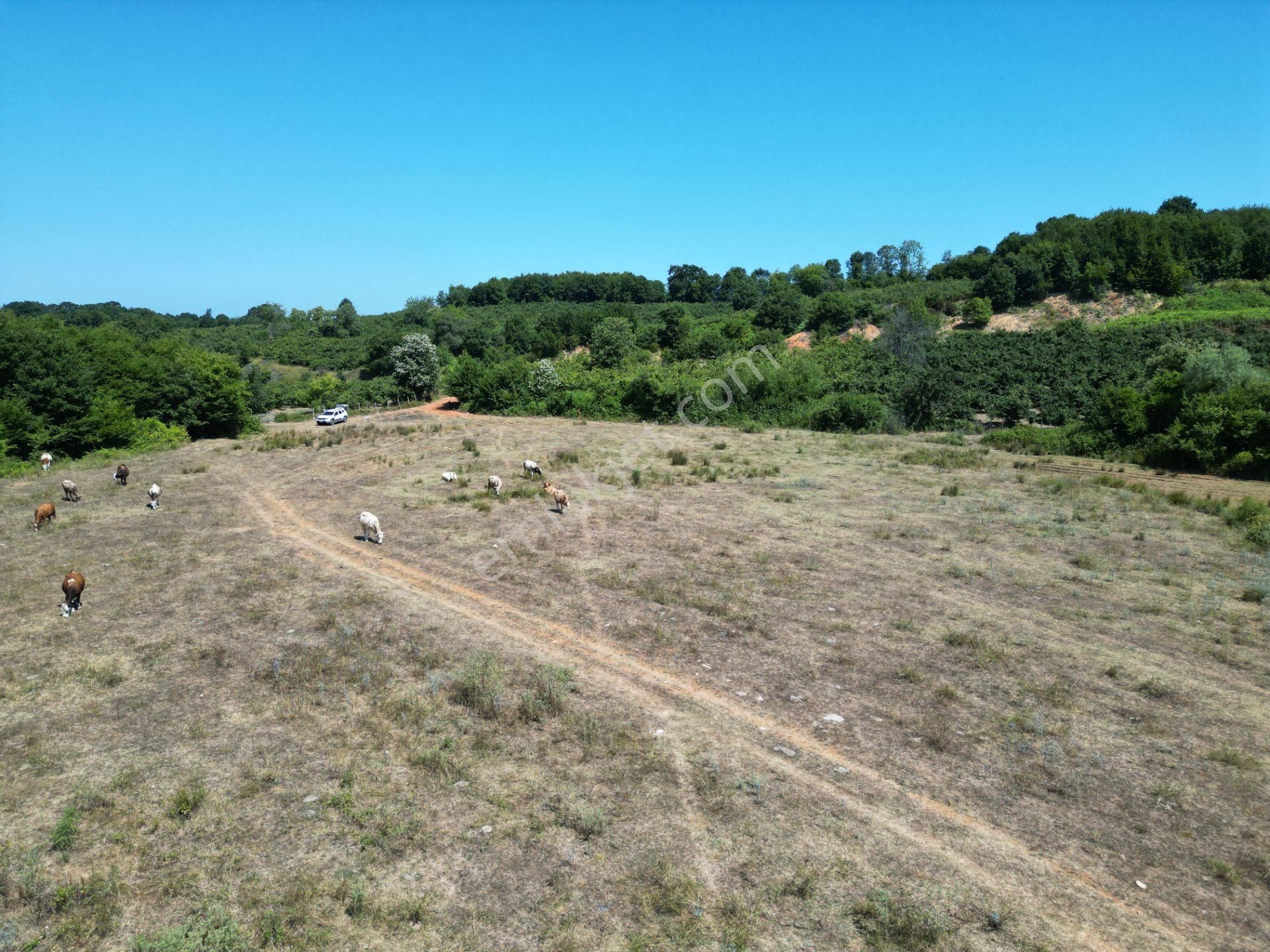 Ormanla Çevrili Plaja Yürüme Mesafesinde 2118 M2 Satılık Hisse - Görsel 24