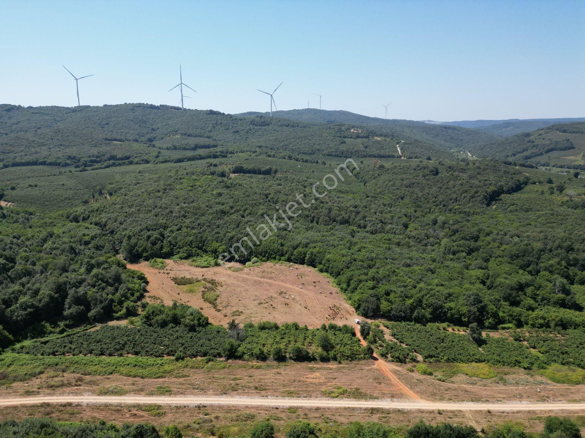 Ormanla Çevrili Plaja Yürüme Mesafesinde 2118 M2 Satılık Hisse - Görsel 16