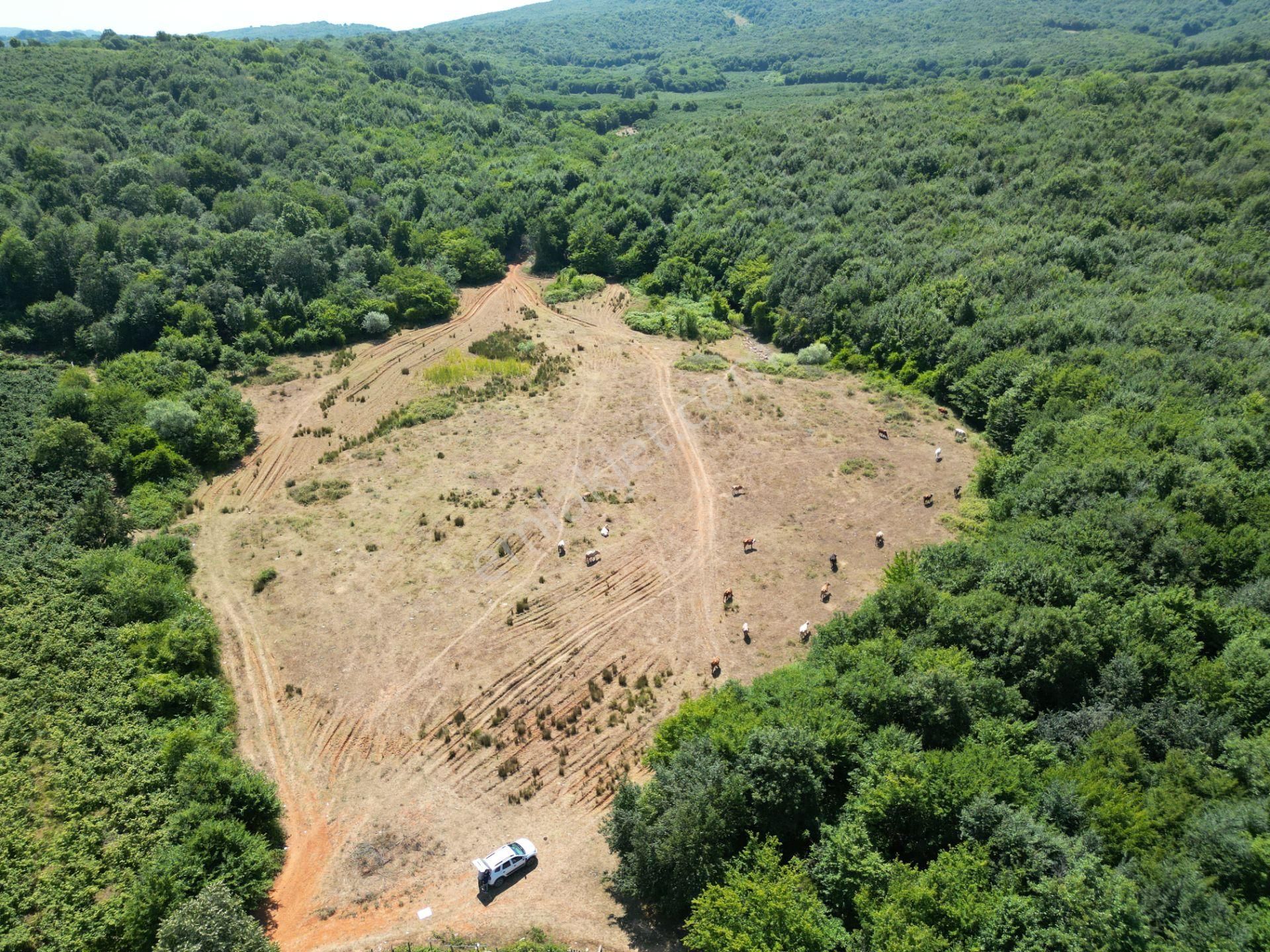 Ormanla Çevrili Plaja Yürüme Mesafesinde 2118 M2 Satılık Hisse - Görsel 5