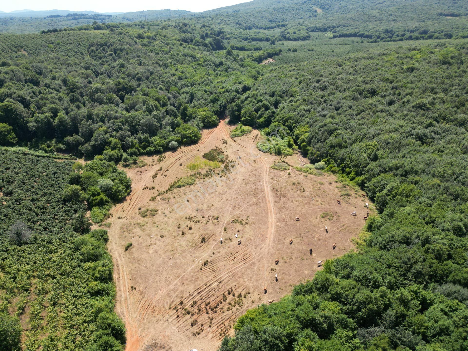 Ormanla Çevrili Plaja Yürüme Mesafesinde 2118 M2 Satılık Hisse - Görsel 7