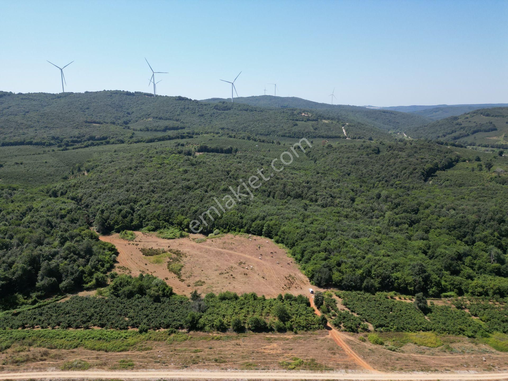 Ormanla Çevrili Plaja Yürüme Mesafesinde 2118 M2 Satılık Hisse - Görsel 15