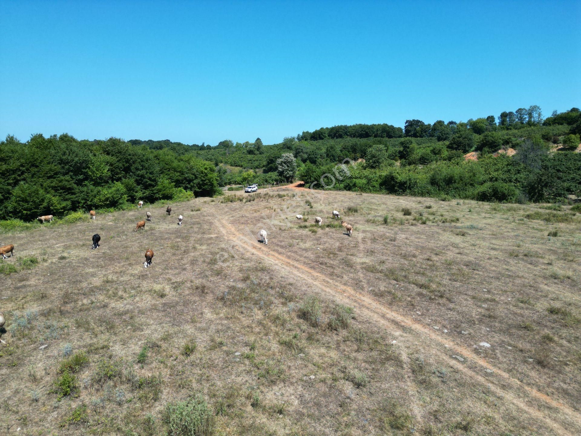 Ormanla Çevrili Plaja Yürüme Mesafesinde 2118 M2 Satılık Hisse - Görsel 23